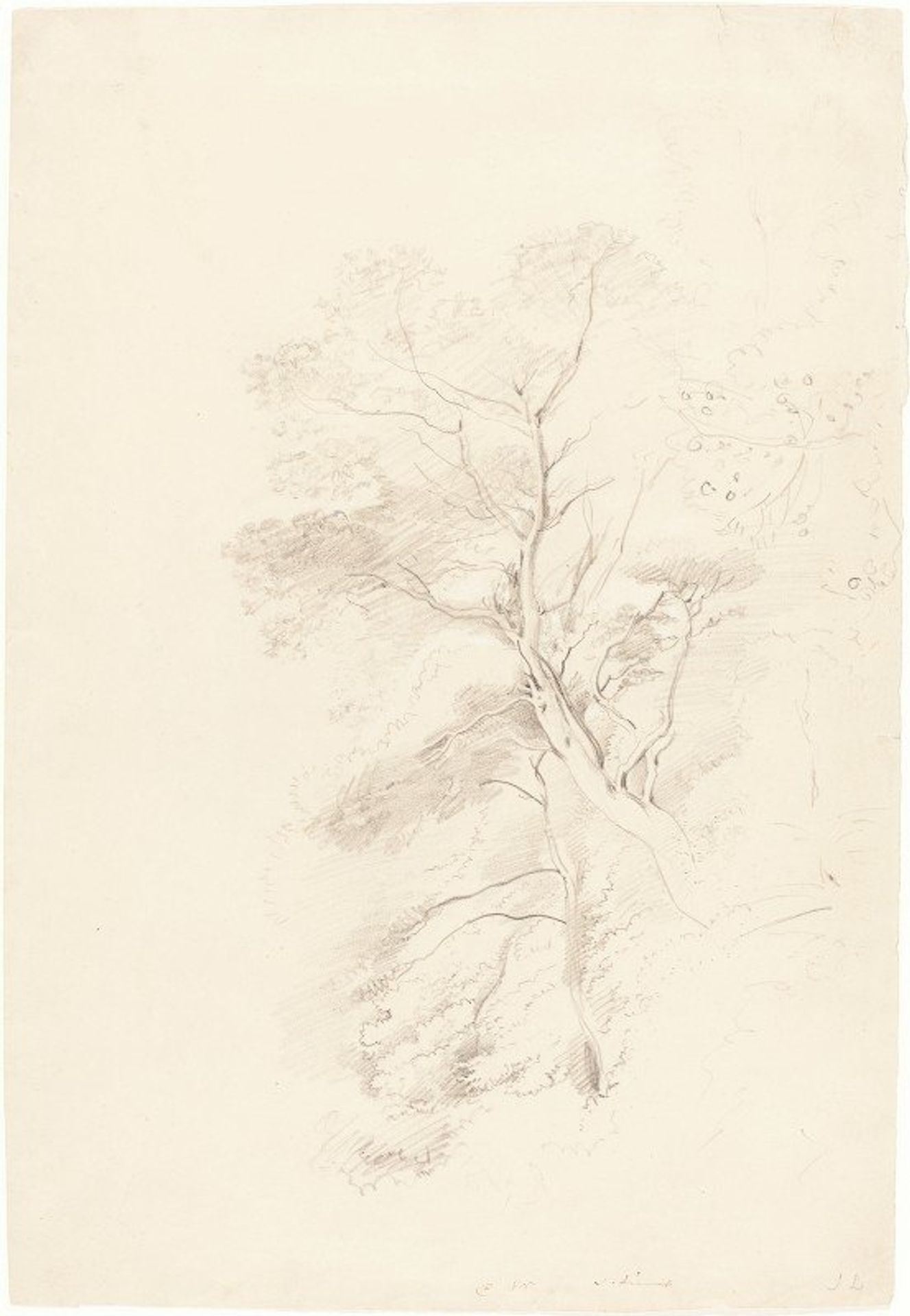A Beech Wood by John Linnell
