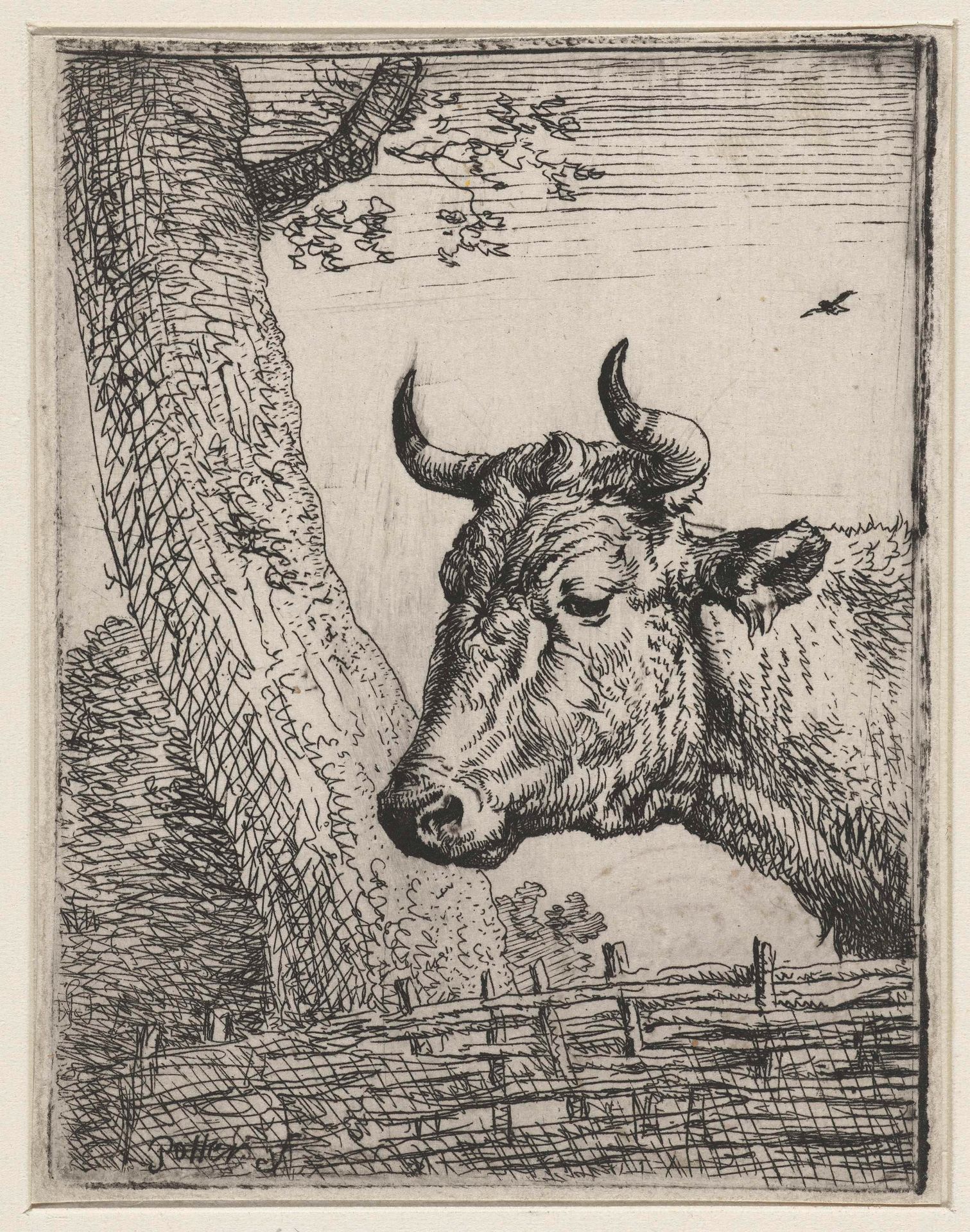 Kop van een koe by Paulus Potter