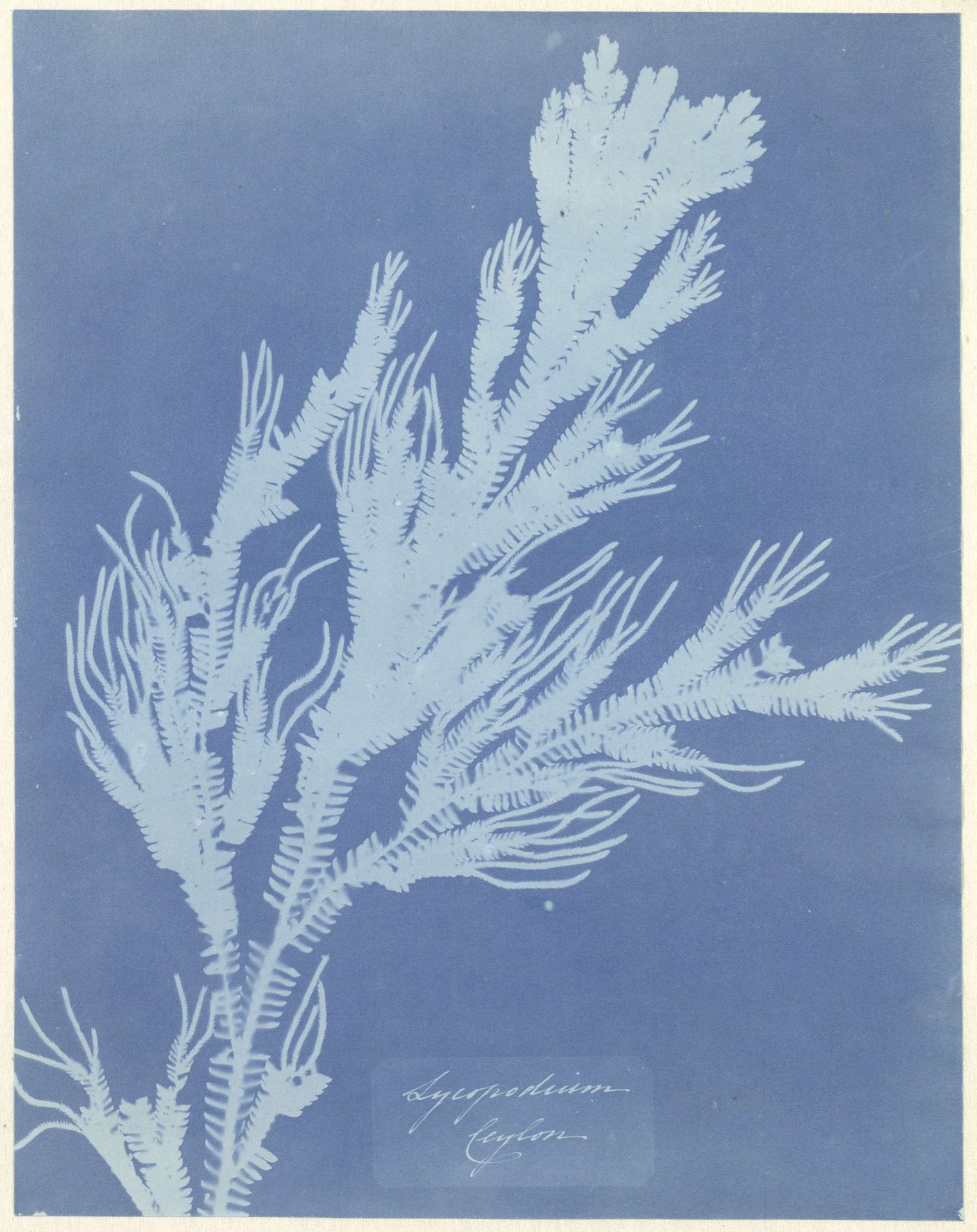 Wolfsklauw by Anna Atkins