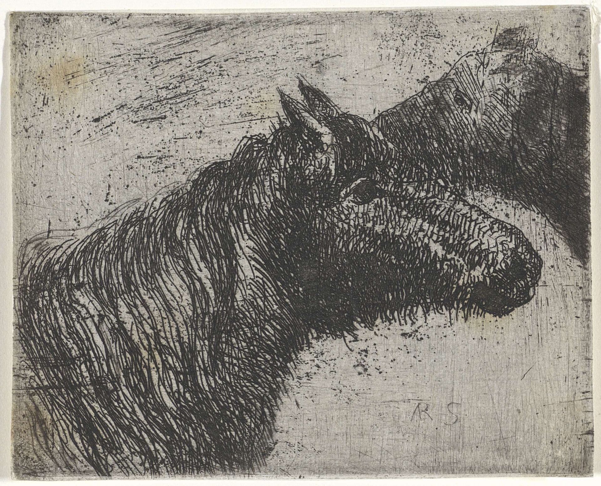 Paardenhoofden by Arnoud Schaepkens
