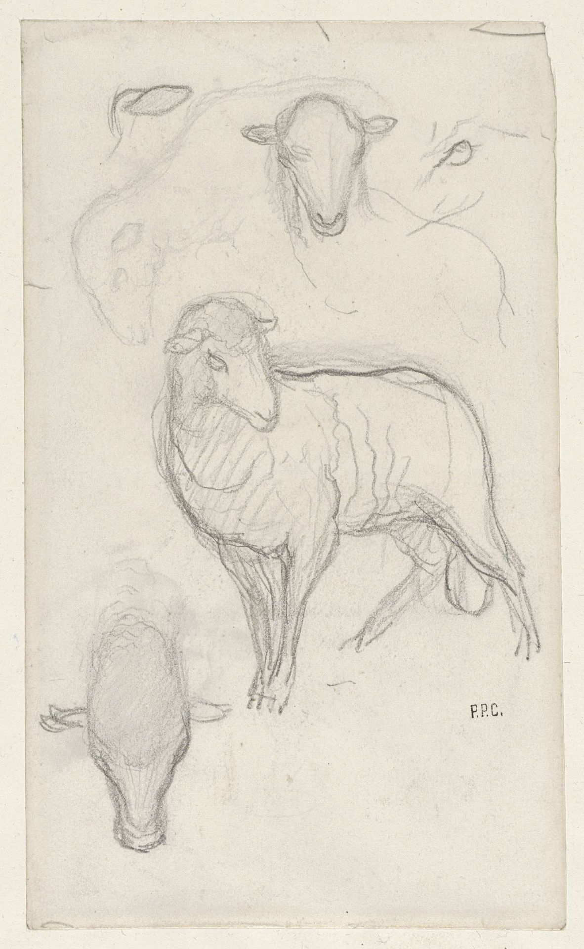Studie van een schaap en drie schaapskoppen by Pierre Puvis de Chavannes