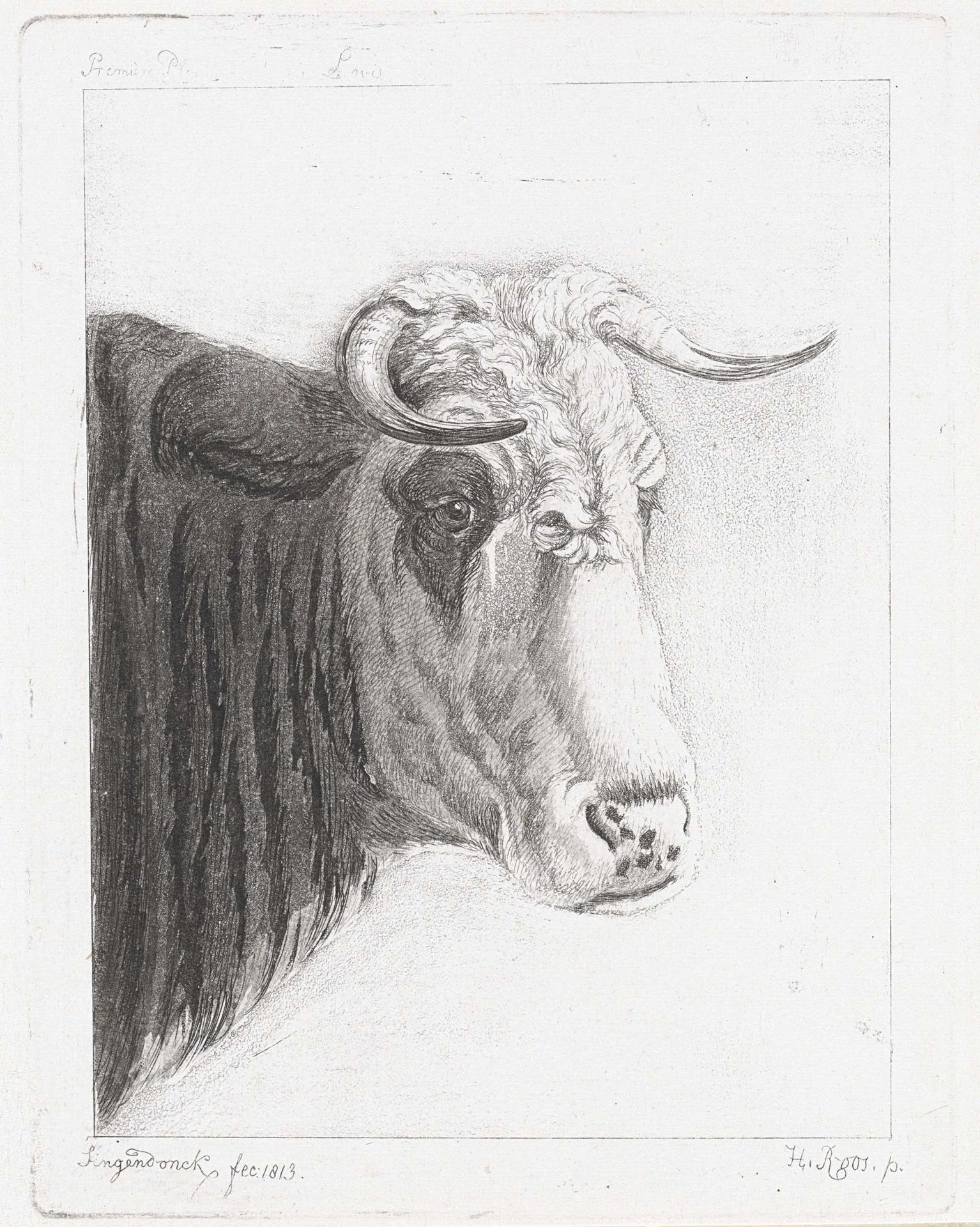 Koekop by Diederik Jan Singendonck