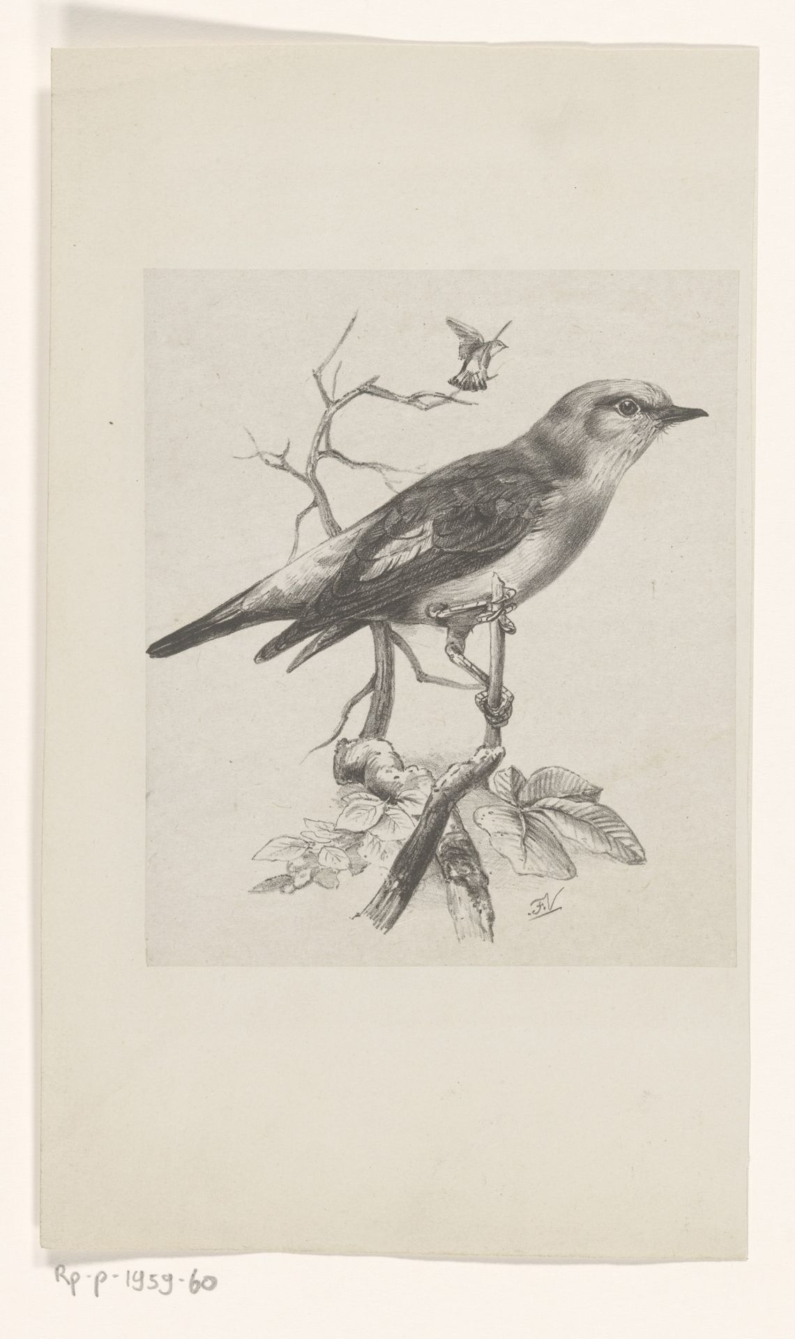 Vliegenvanger op een tak by Floris Verster
