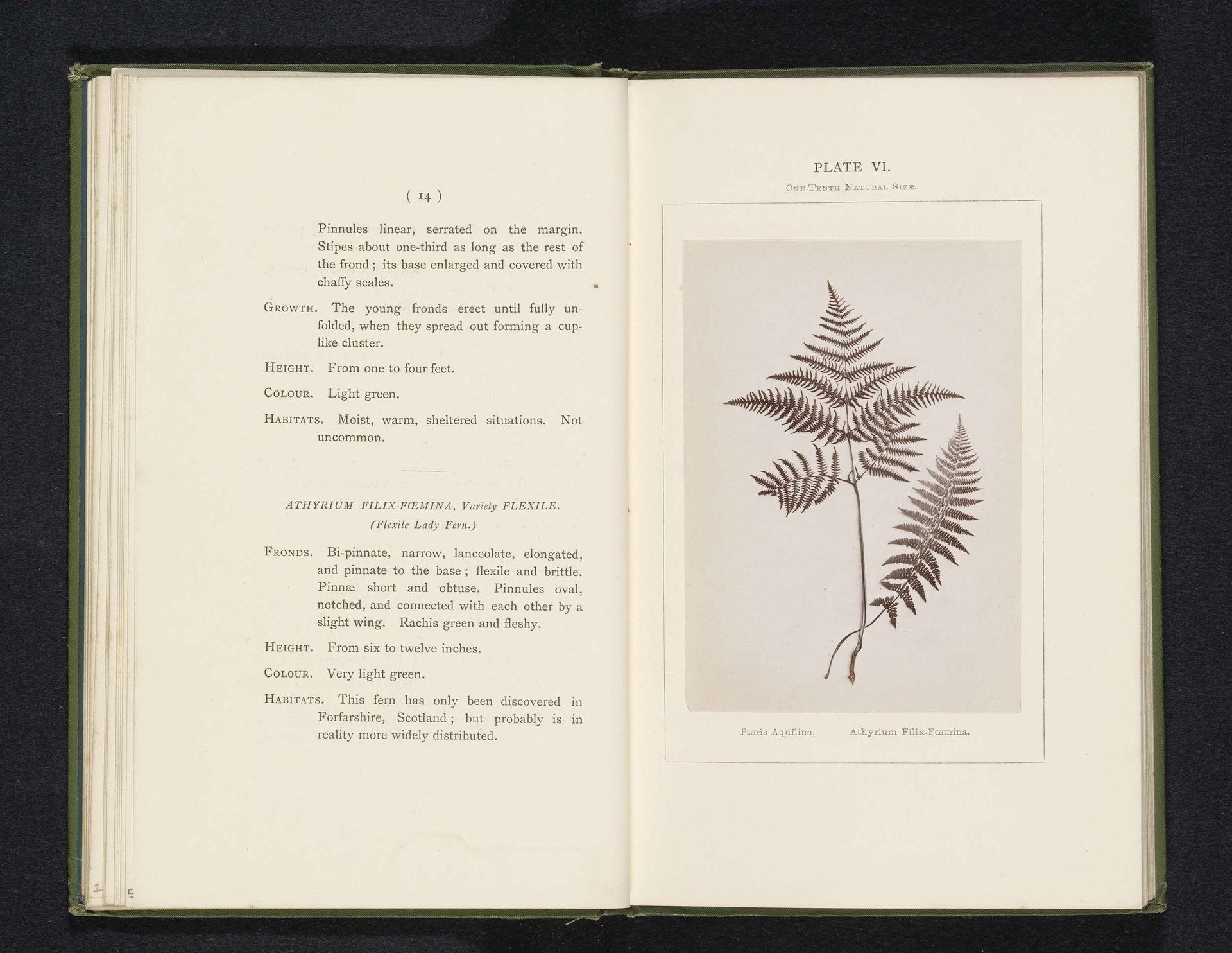 Bladeren van de wijfjesvaren en de adelaarsvaren by Sydney Courtauld
