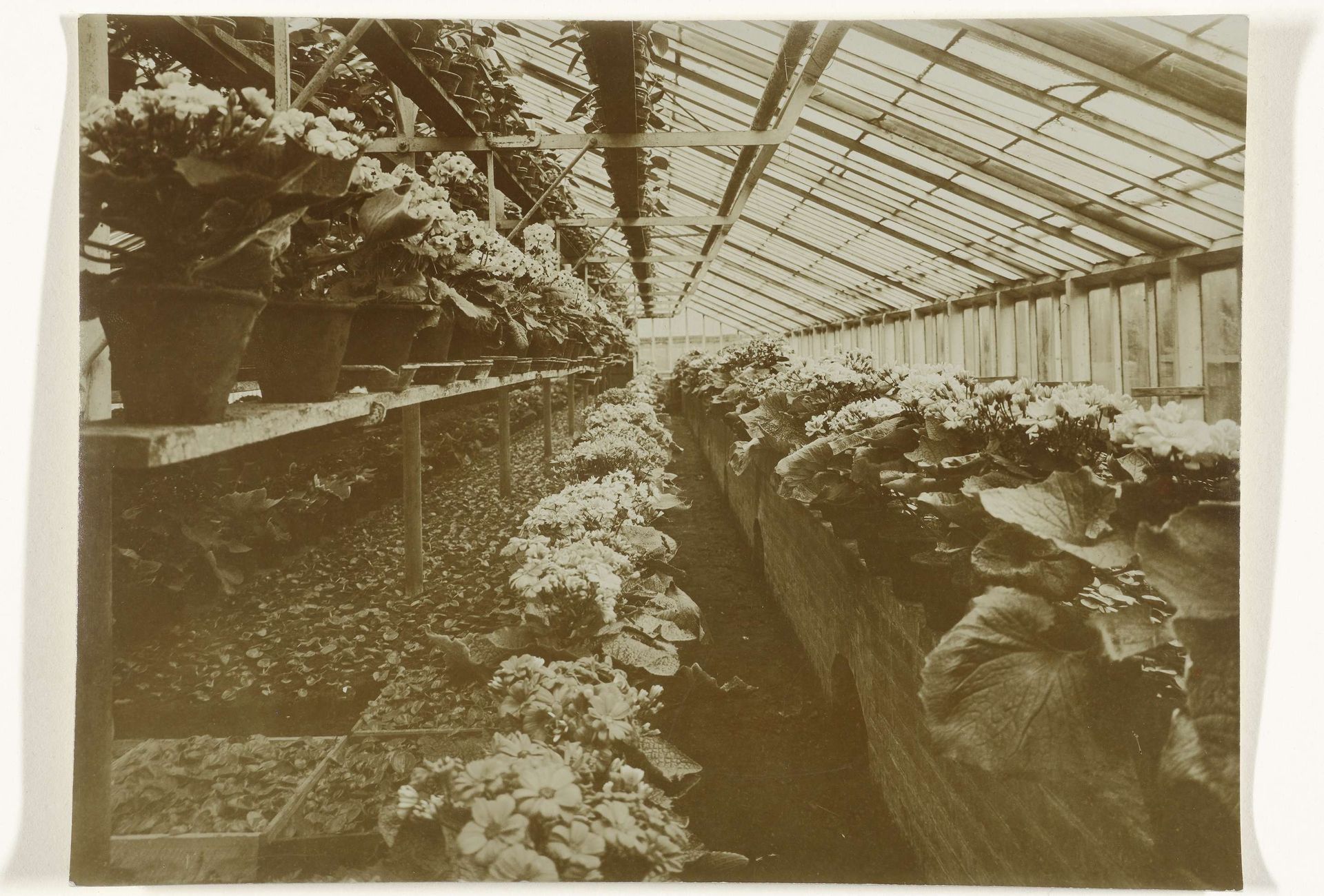 Bloeiende planten in een kas by Richard Tepe