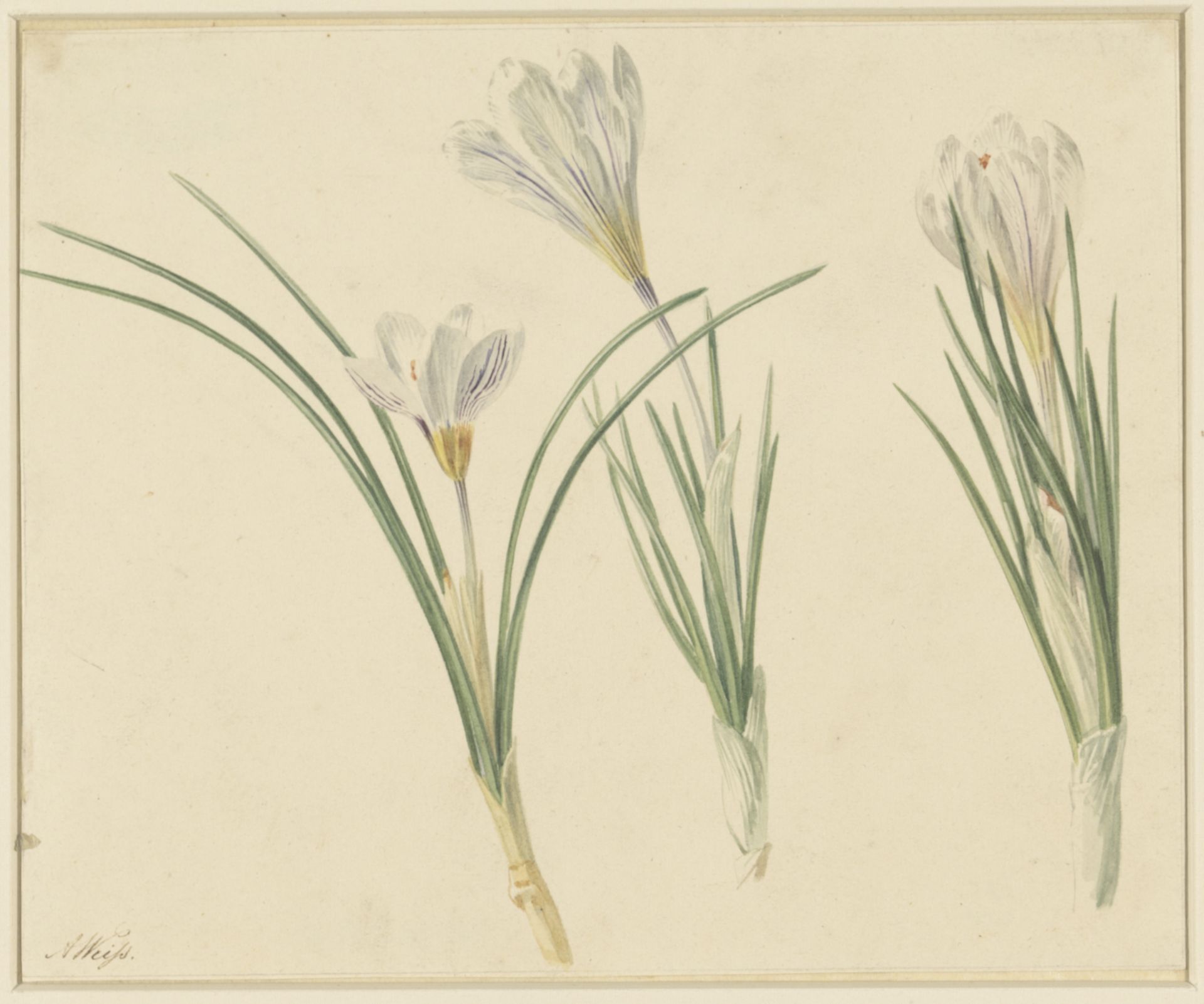 Drie studies van krokussen by Anton Weiss