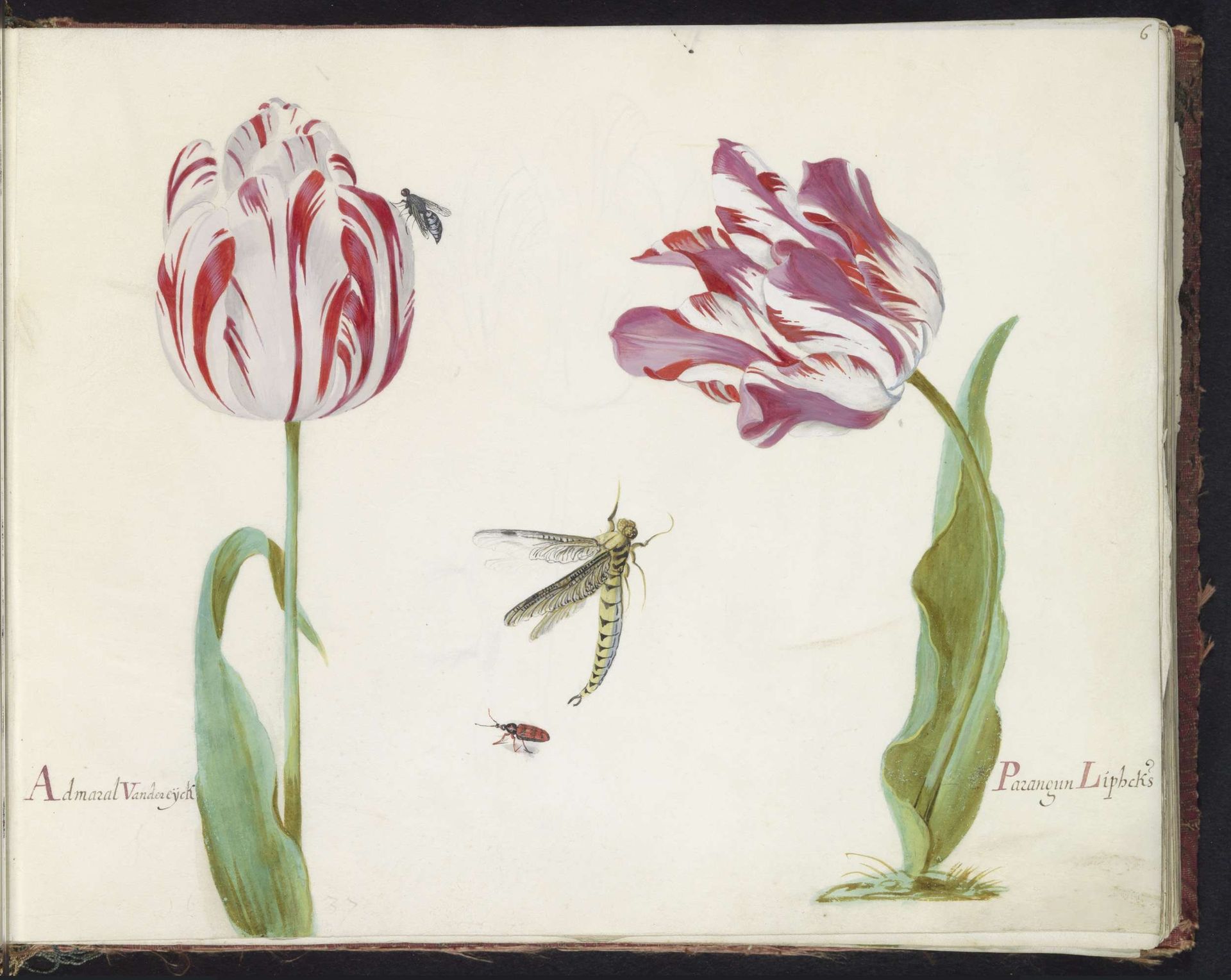 Twee tulpen met vlieg, libelle en kever by Jacob Marrel