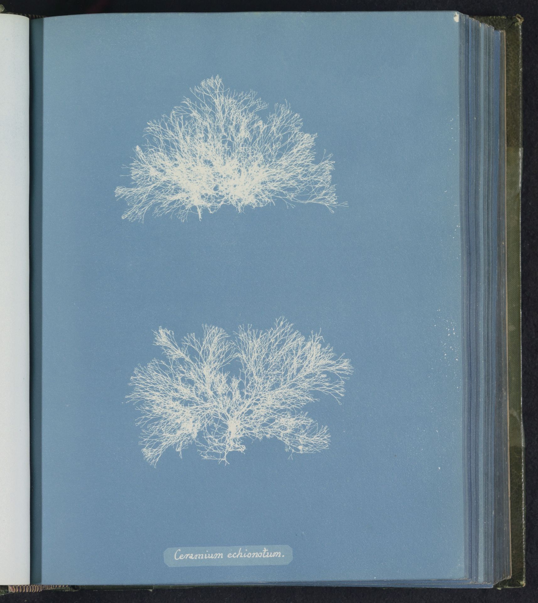 Ceramium echionotum by Anna Atkins