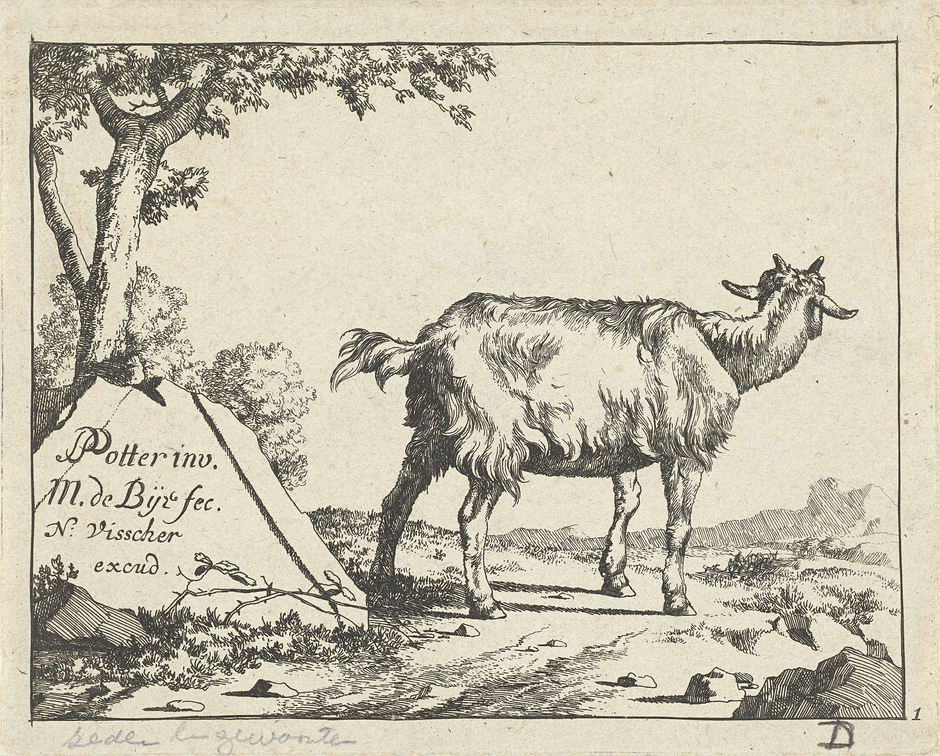 Staande geit van achter gezien by Marcus de Bye