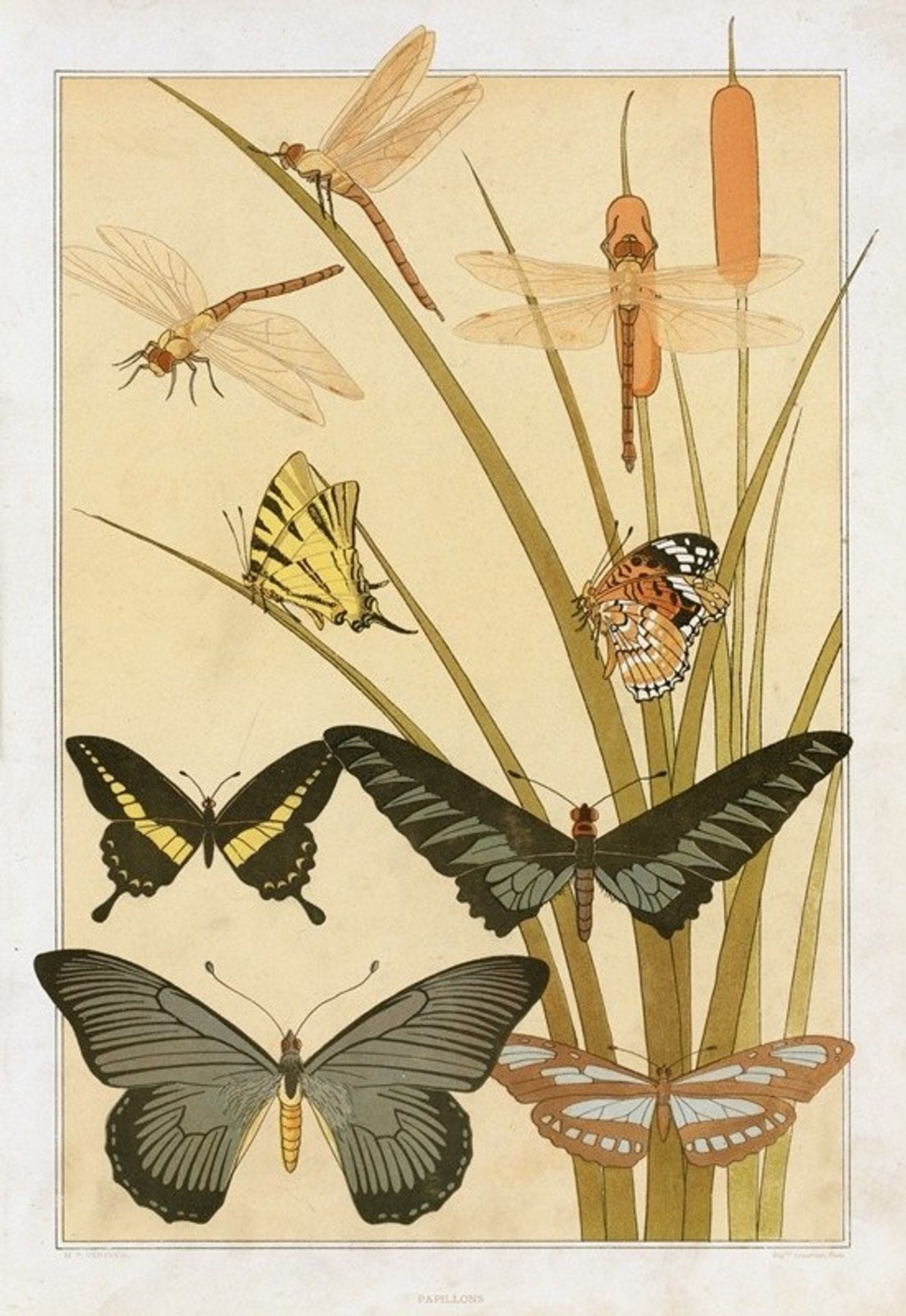 Papillons by Maurice Pillard Verneuil
