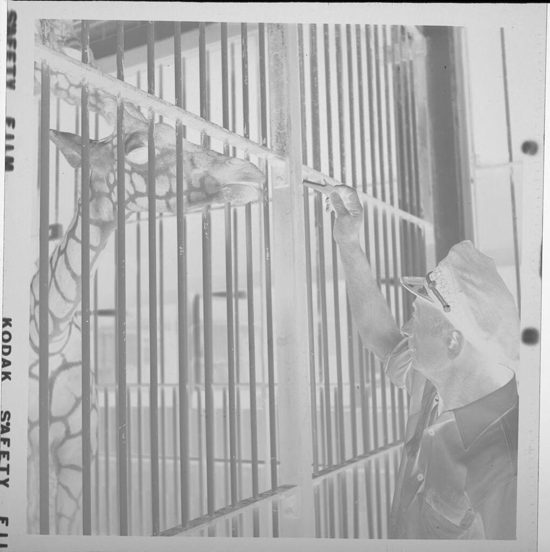Untitled (zookeeper feeding giraffe in cage) by Jack Gould