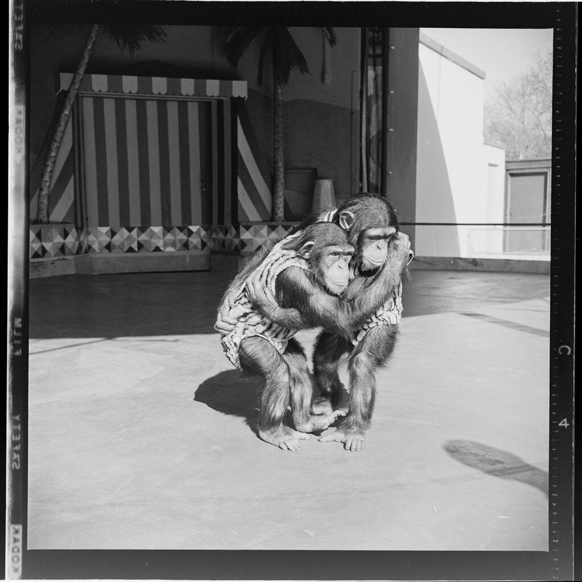 Untitled (two chimps hugging) by Jack Gould