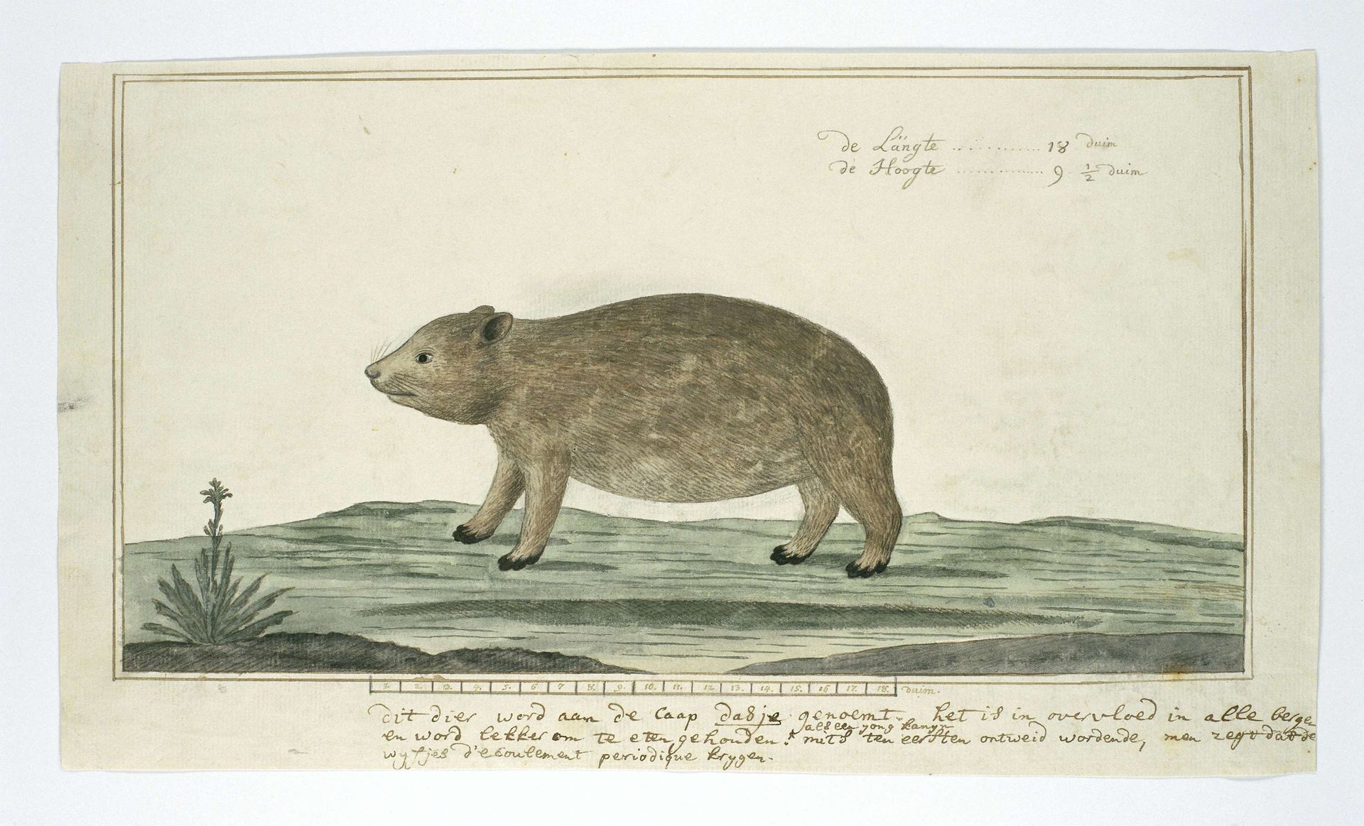 Procavia capensis (Rock hyrax or dassie) by Robert Jacob Gordon
