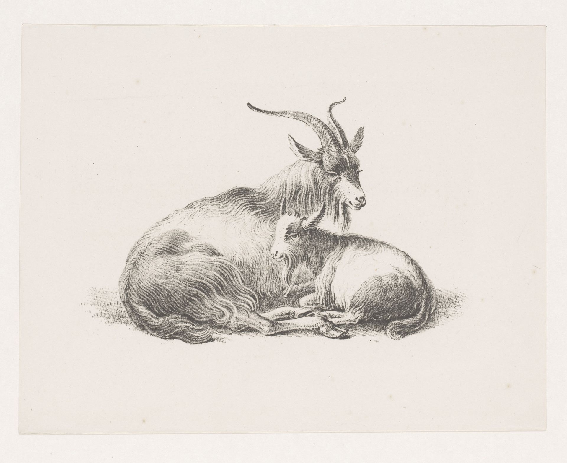 Bok en een geit by Pieter Bartholomeusz. Barbiers