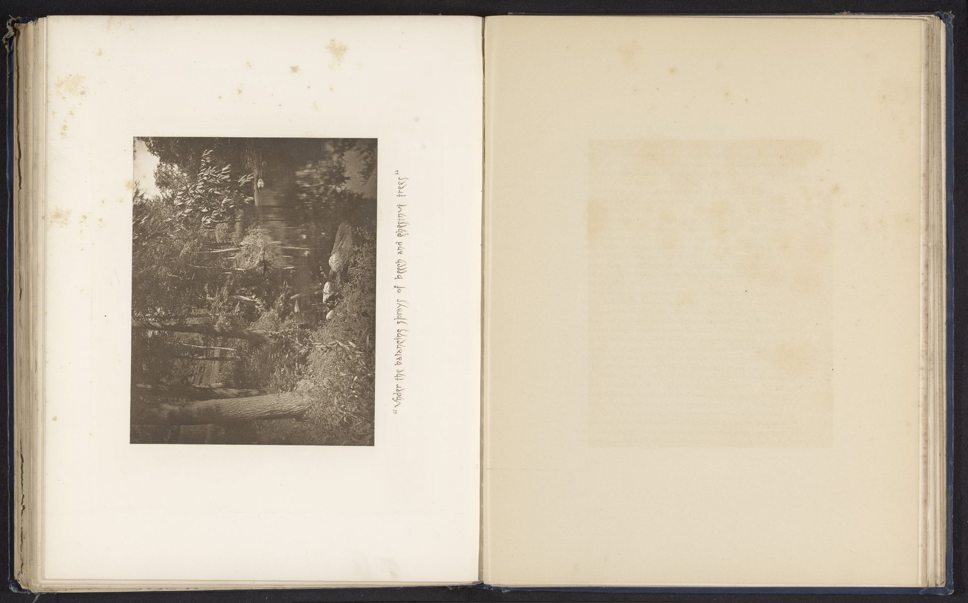 Bomen langs een meer nabij Sleepy Hollow by J.L. Williams