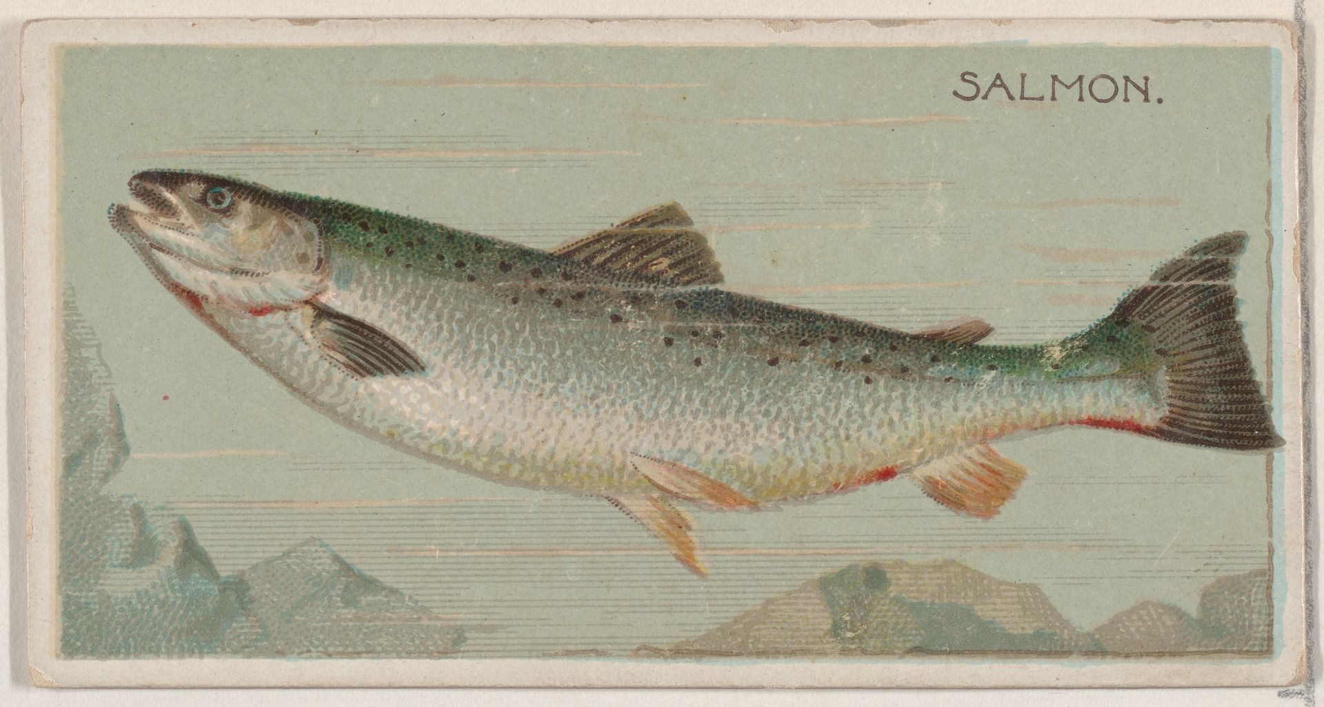 Salmon, from the series Fishers and Fish (N74) for Duke brand cigarettes by Knapp & Company