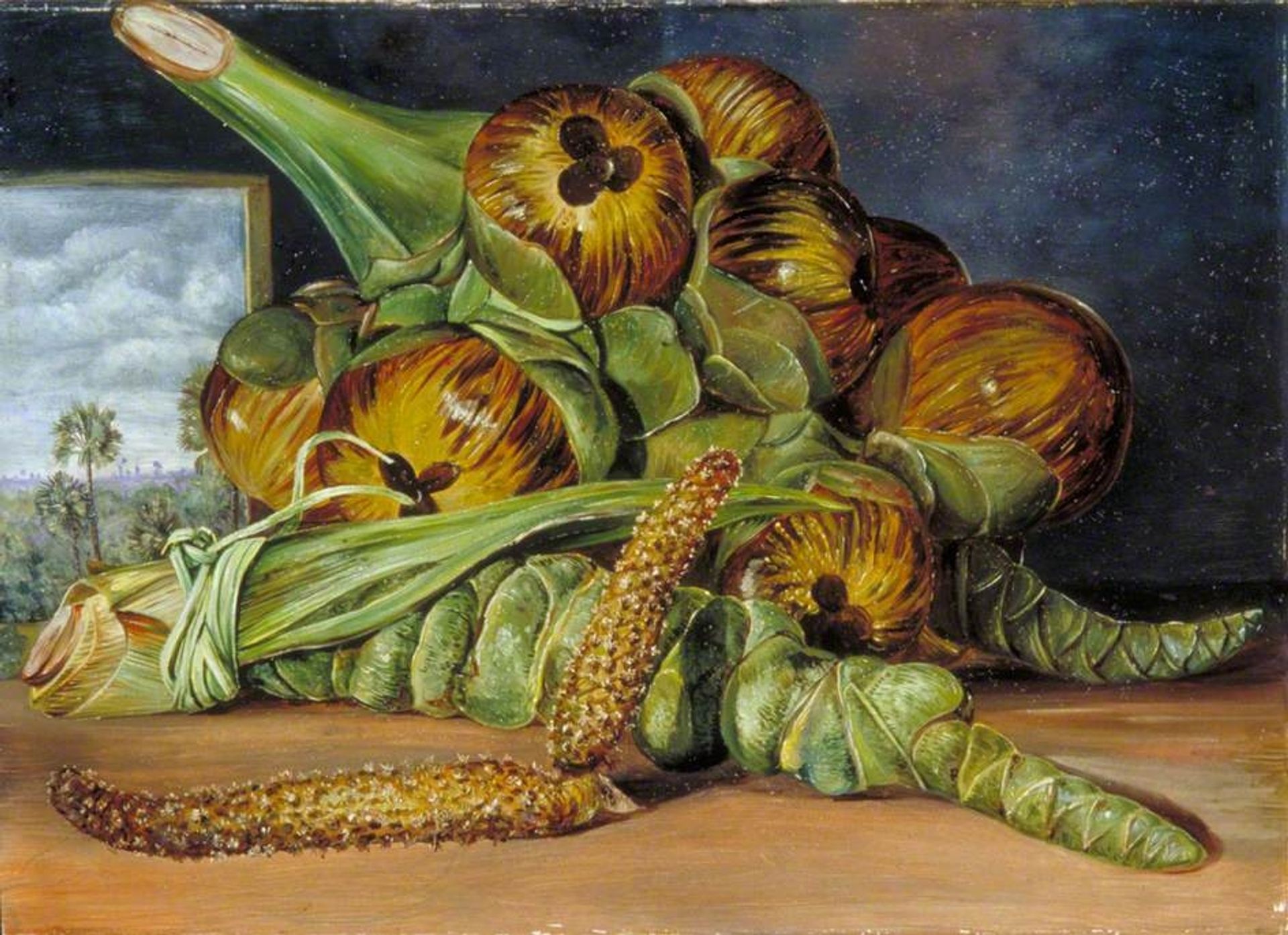 Flowers and Fruit of the Palmyra, and the Palm Seen through a Window, Java by Marianne North