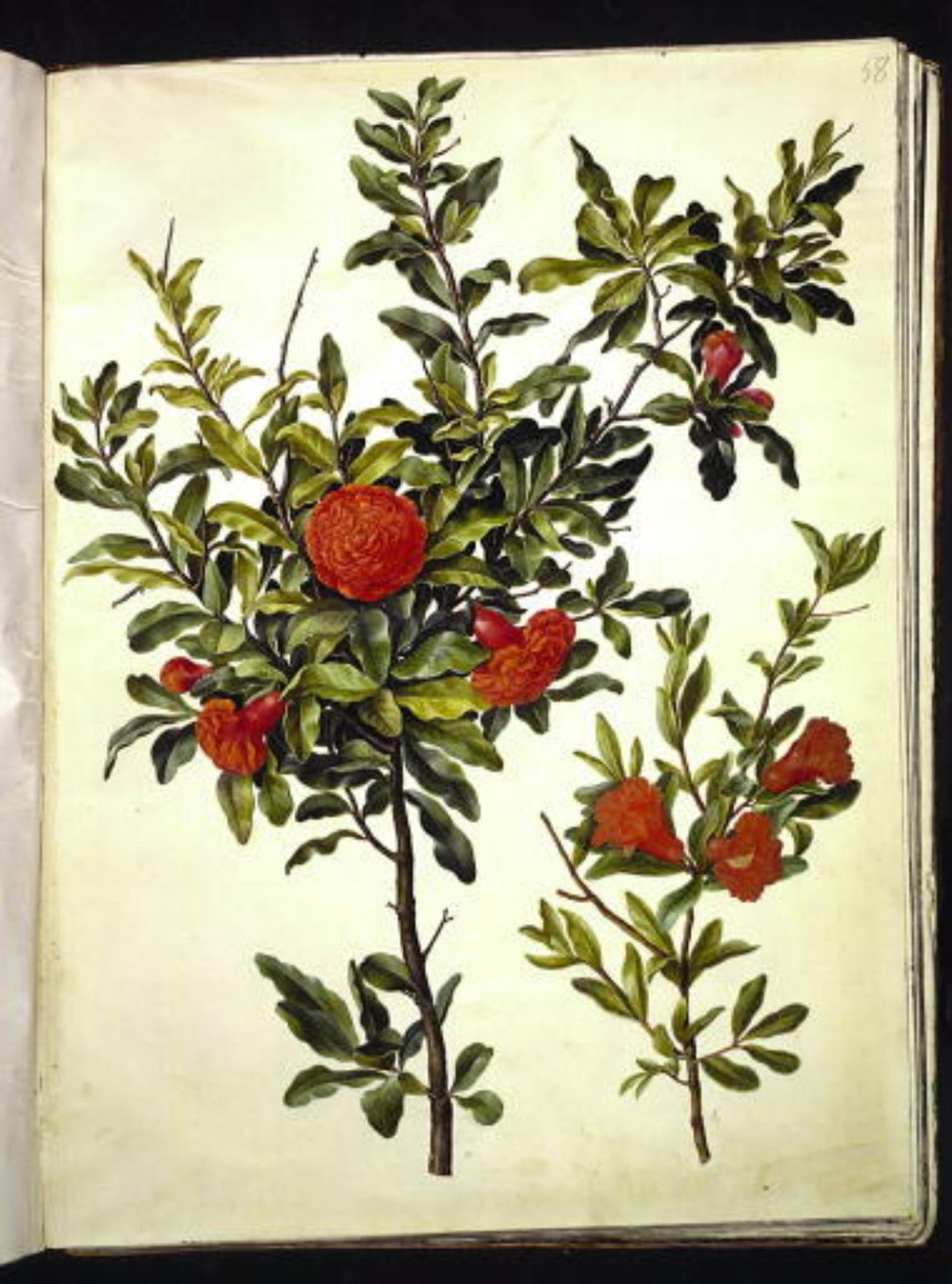 Punica granatum (granatæble) by Hans Simon Holtzbecker