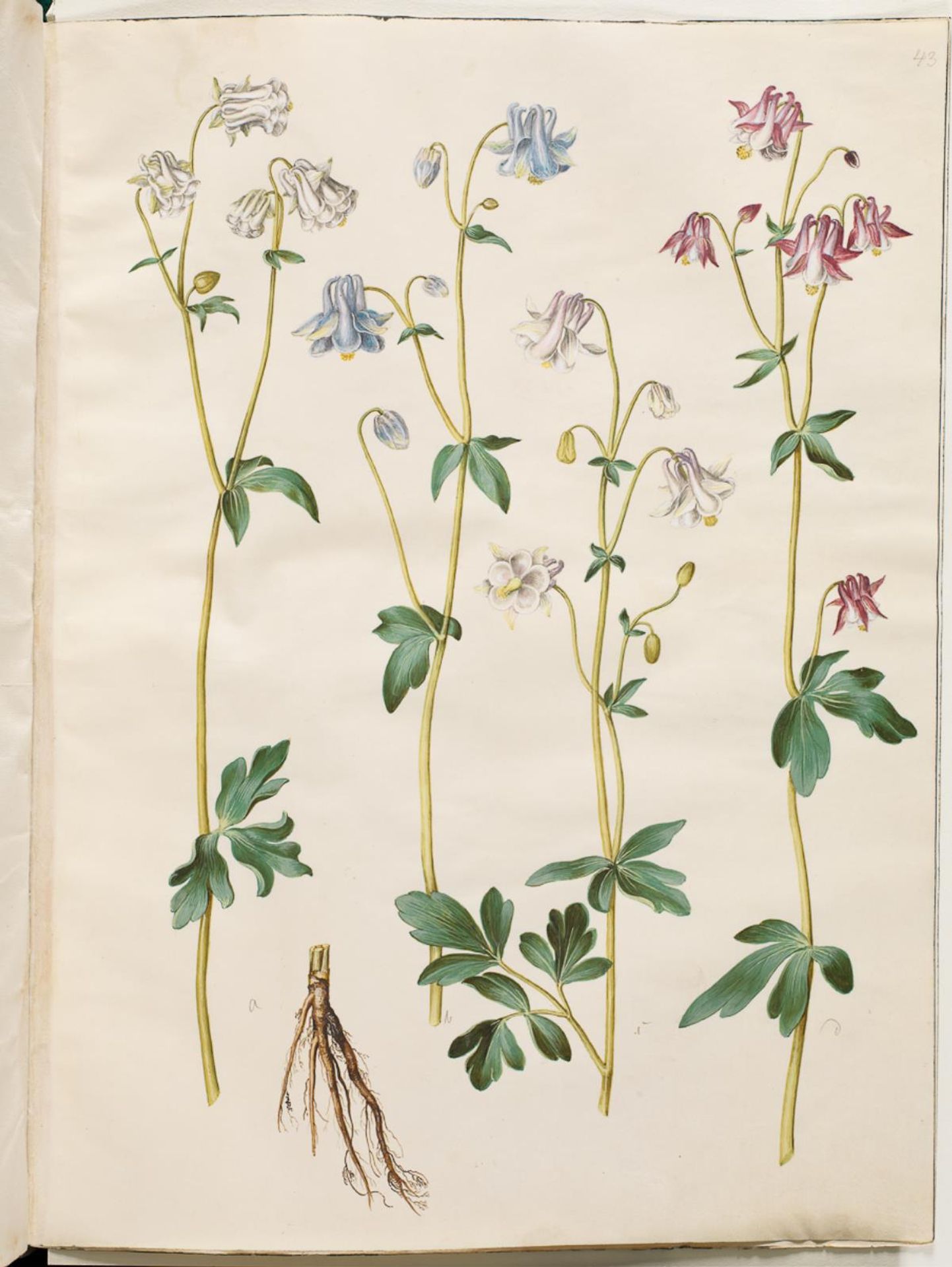 Aquilegia vulgaris (almindelig akeleje) by Hans Simon Holtzbecker