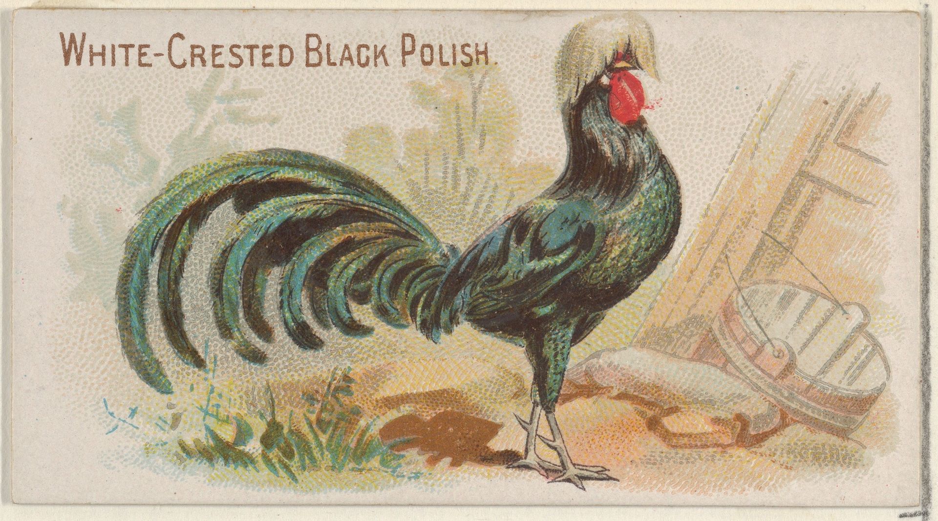 White-Crested Black Polish, from the Prize and Game Chickens series (N20) for Allen & Ginter Cigarettes by Allen & Ginter