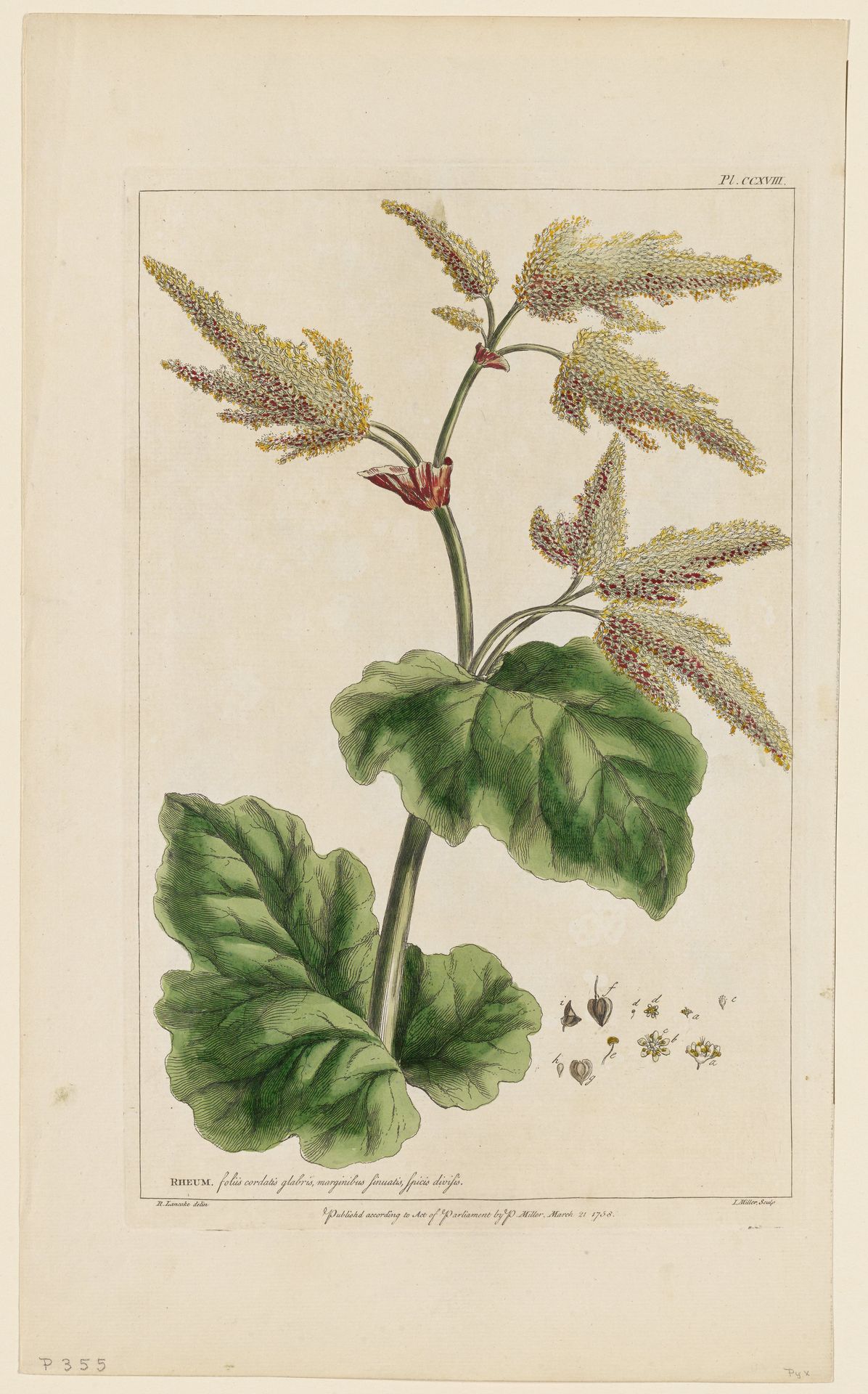 Corona Imperialis by Philip Miller
