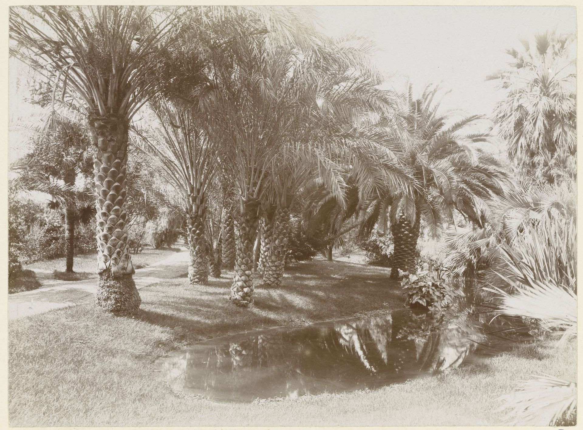 Palmentuin van villa Chauvassaignes, Menton by Henry Pauw van Wieldrecht