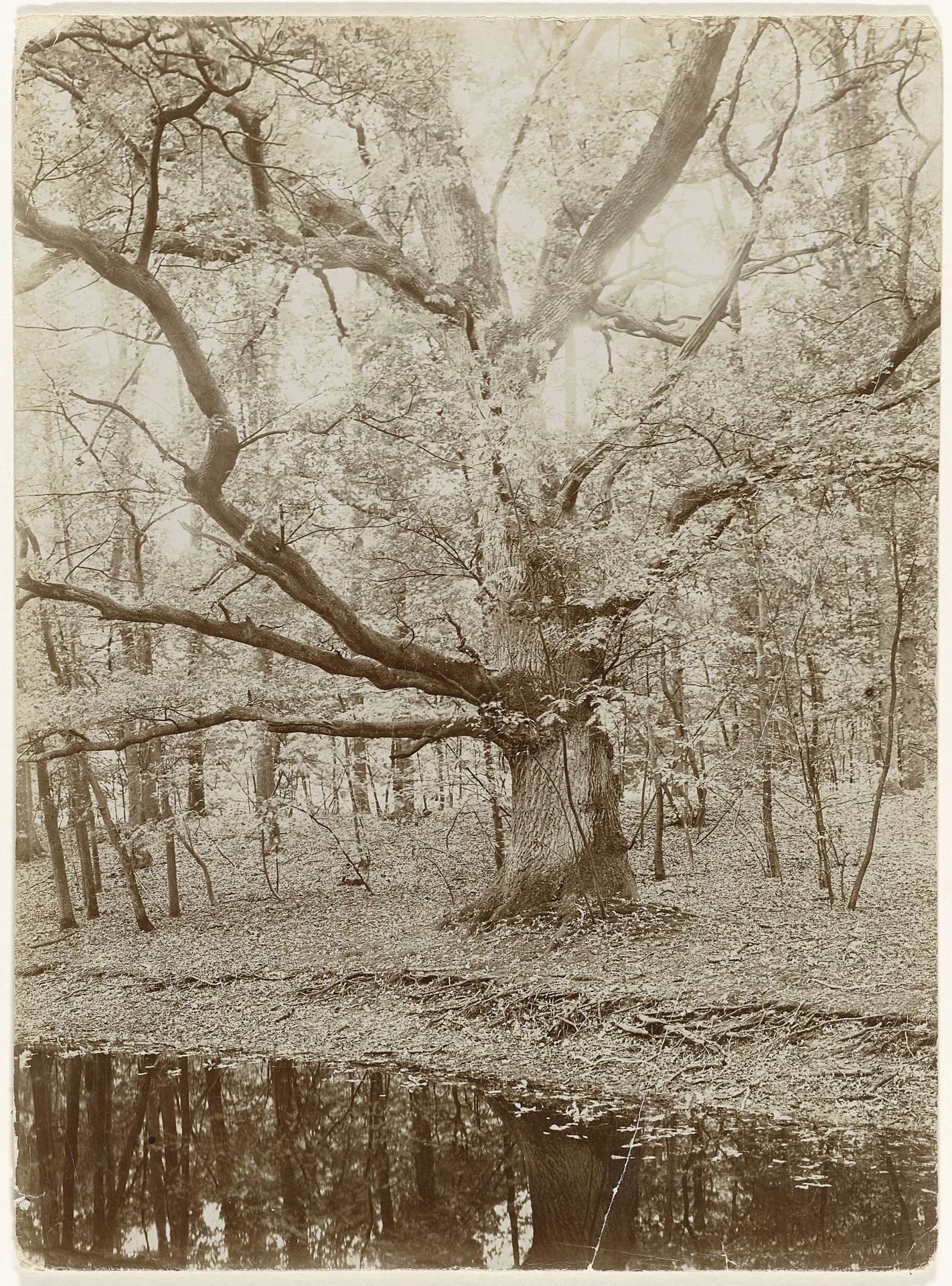 Oude eik op het landgoed Nieuw Raude te Diepenveen by Richard Tepe