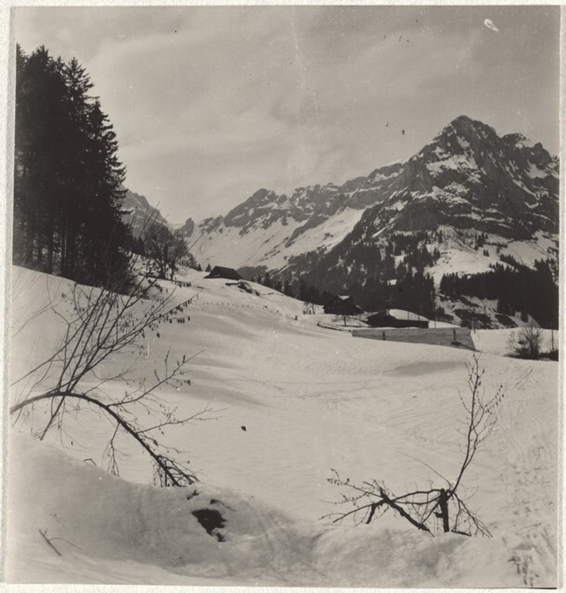Trees in snow--Landscape by Robert Frank