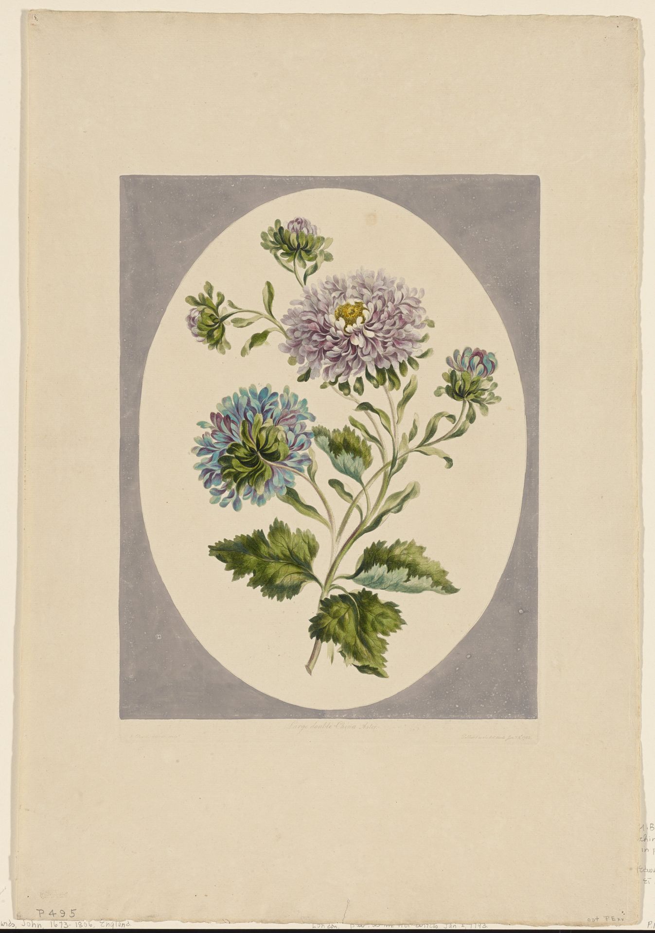 Large Double-China Aster by John Edwards