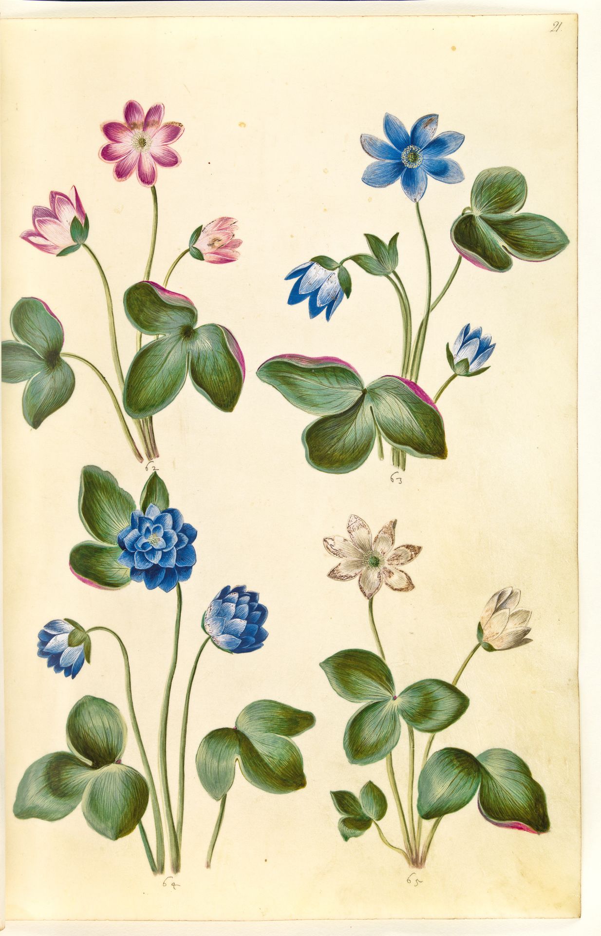 Anemone hepatica (blå anemone) by Hans Simon Holtzbecker