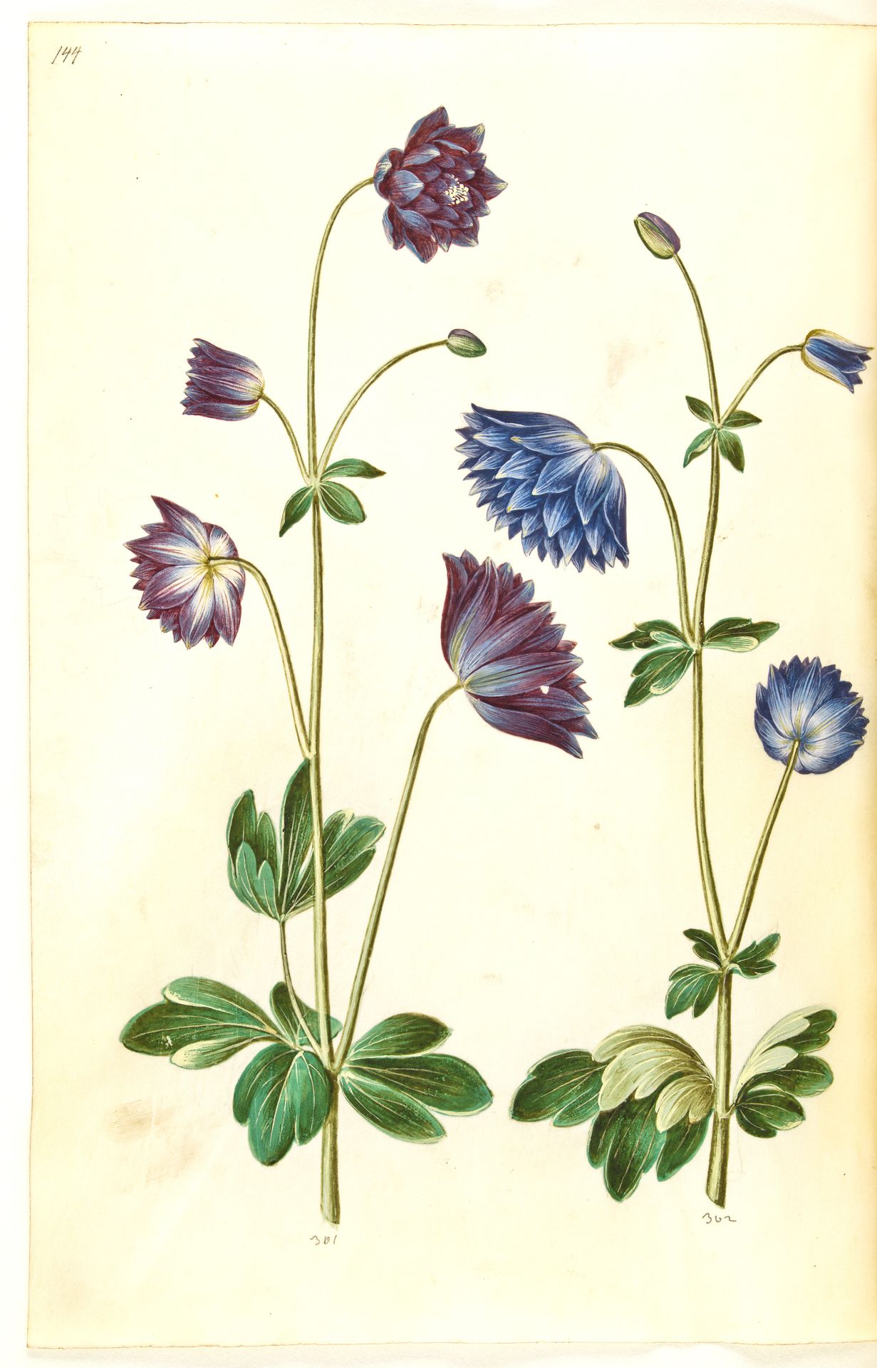 Aquilegia vulgaris (almindelig akeleje) by Hans Simon Holtzbecker