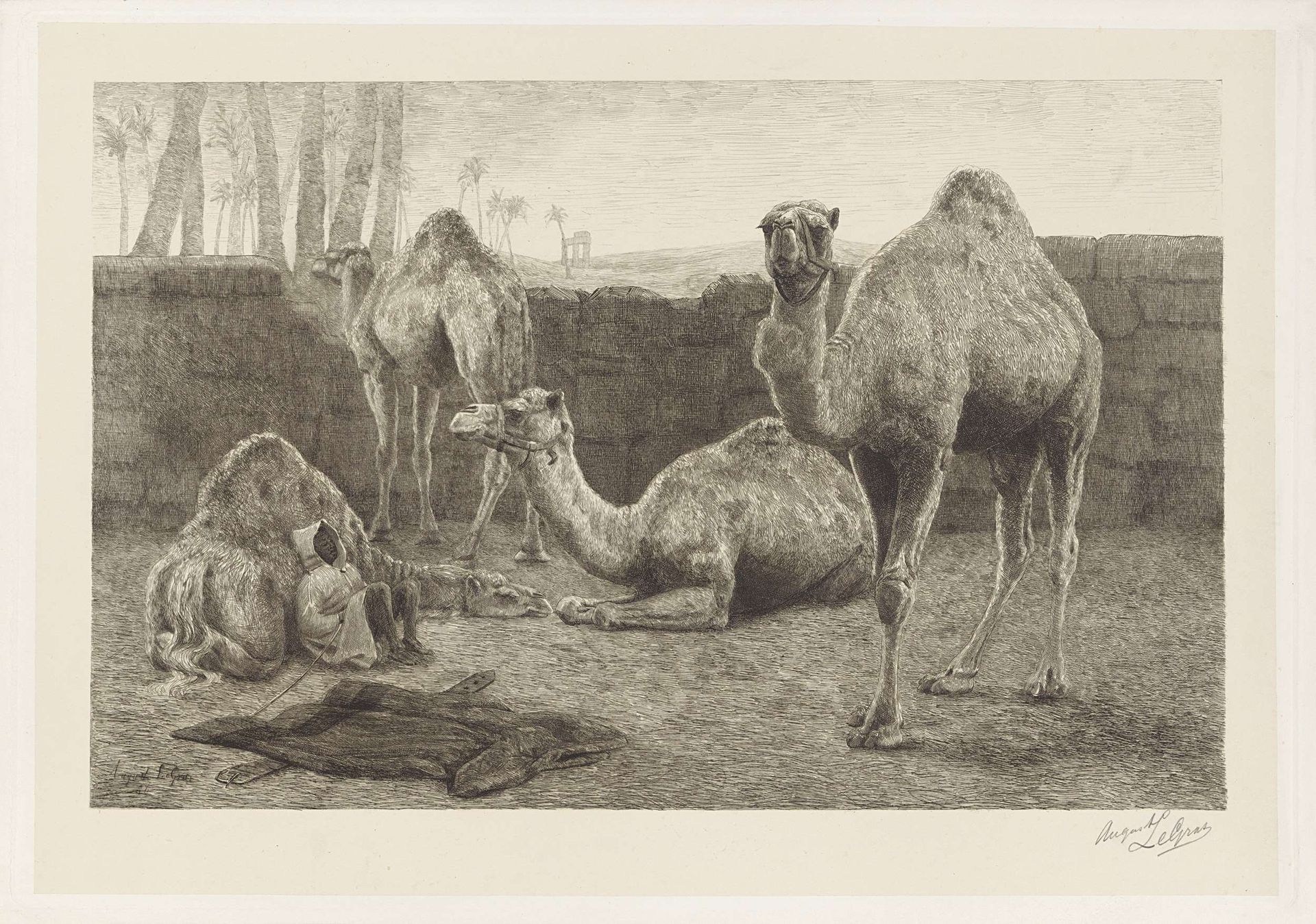 Kamelen by August Le Gras
