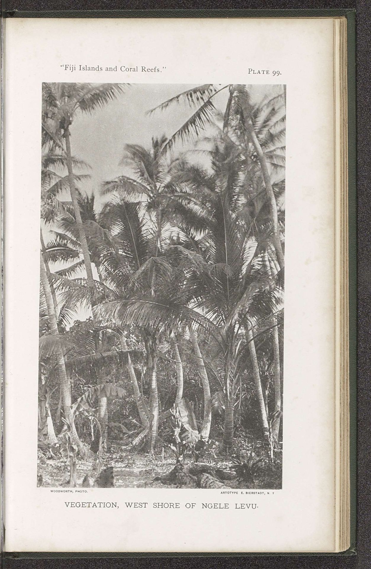 Gezicht op palmbomen op Ngele Levu by W. McM. Woodworth