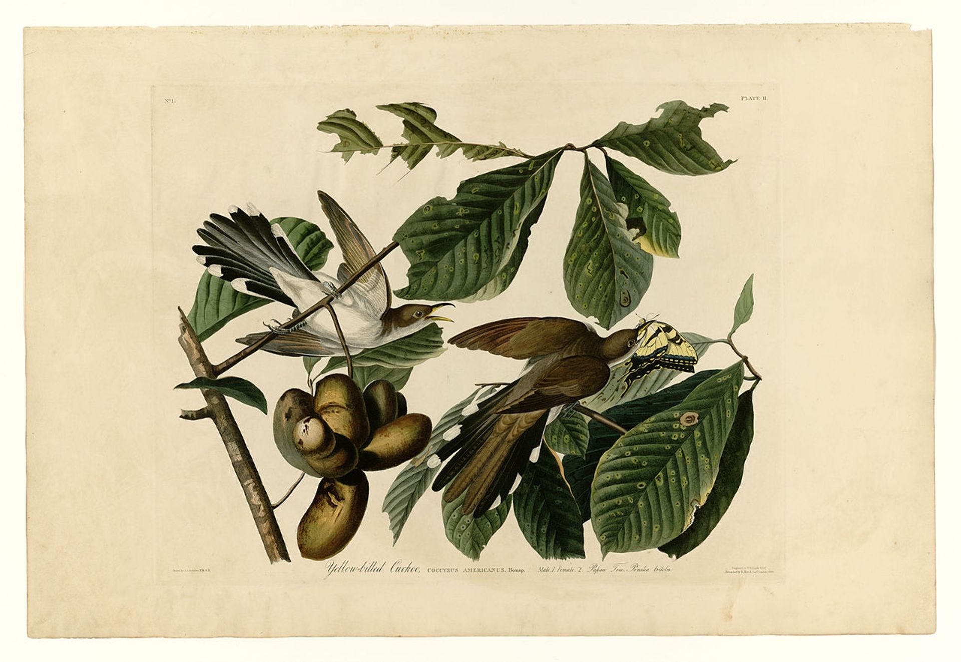 Plate 2. Yellow-billed Cuckoo by John James Audubon
