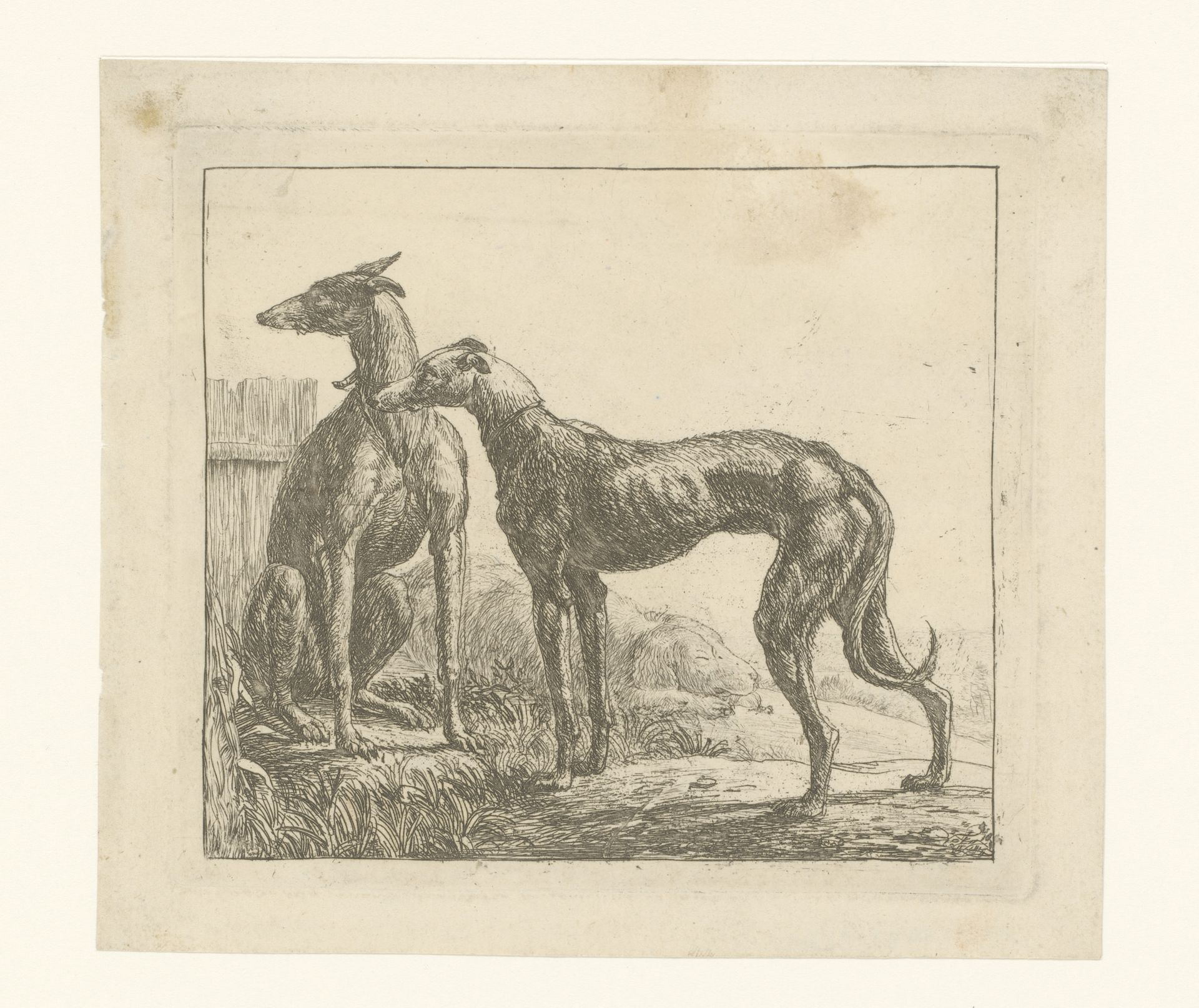 Twee hazewindhonden by Simon de Vlieger