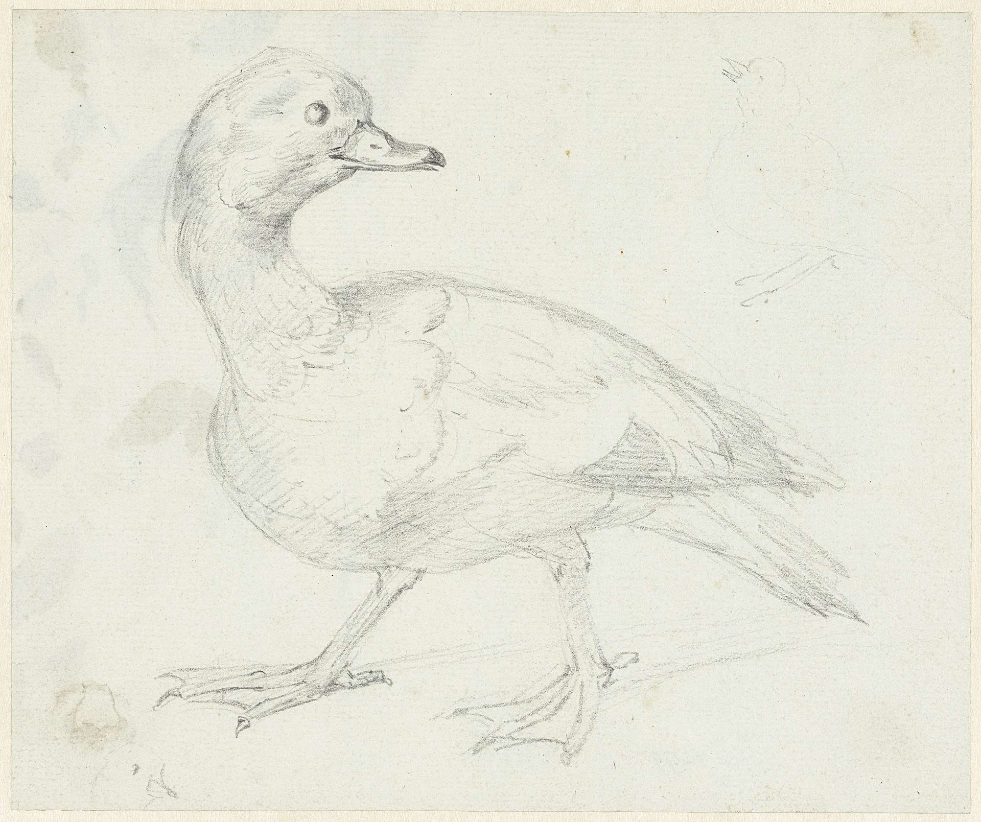 Studie van een eend en twee andere vogels by Aert Schouman