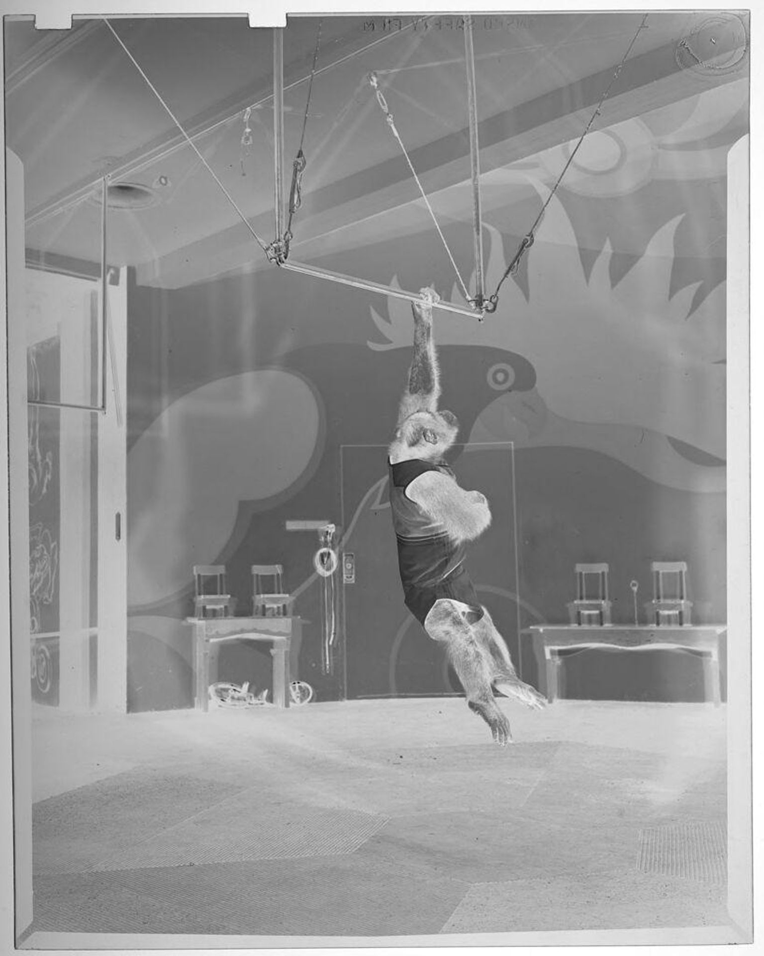 Untitled (chimp hanging by one arm from trapeze bar) by Jack Gould
