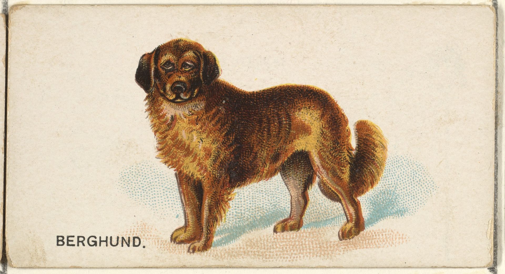 Berghund, from the Dogs of the World series for Old Judge Cigarettes by Goodwin & Company