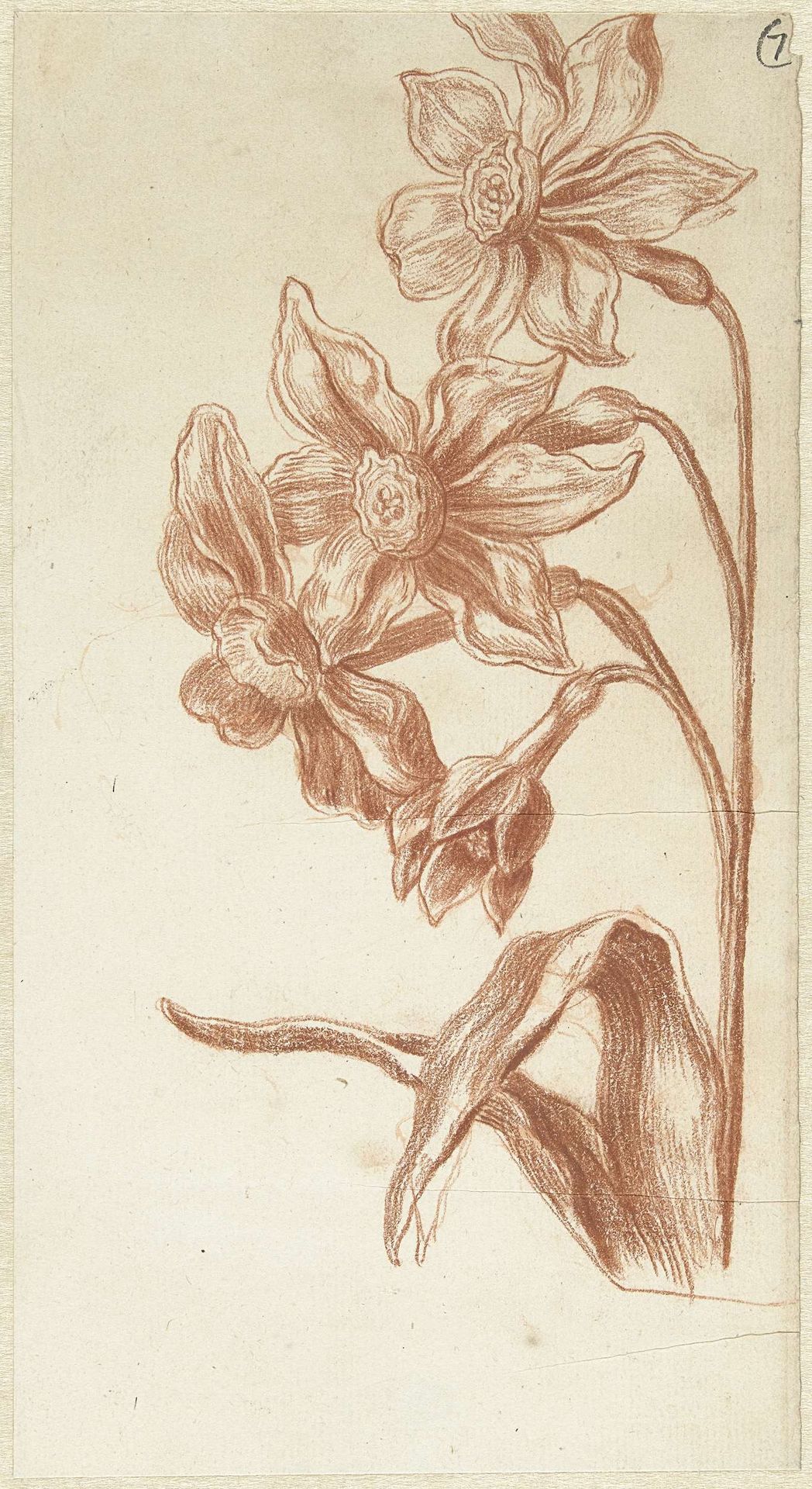 Narcissen by Bernard Picart