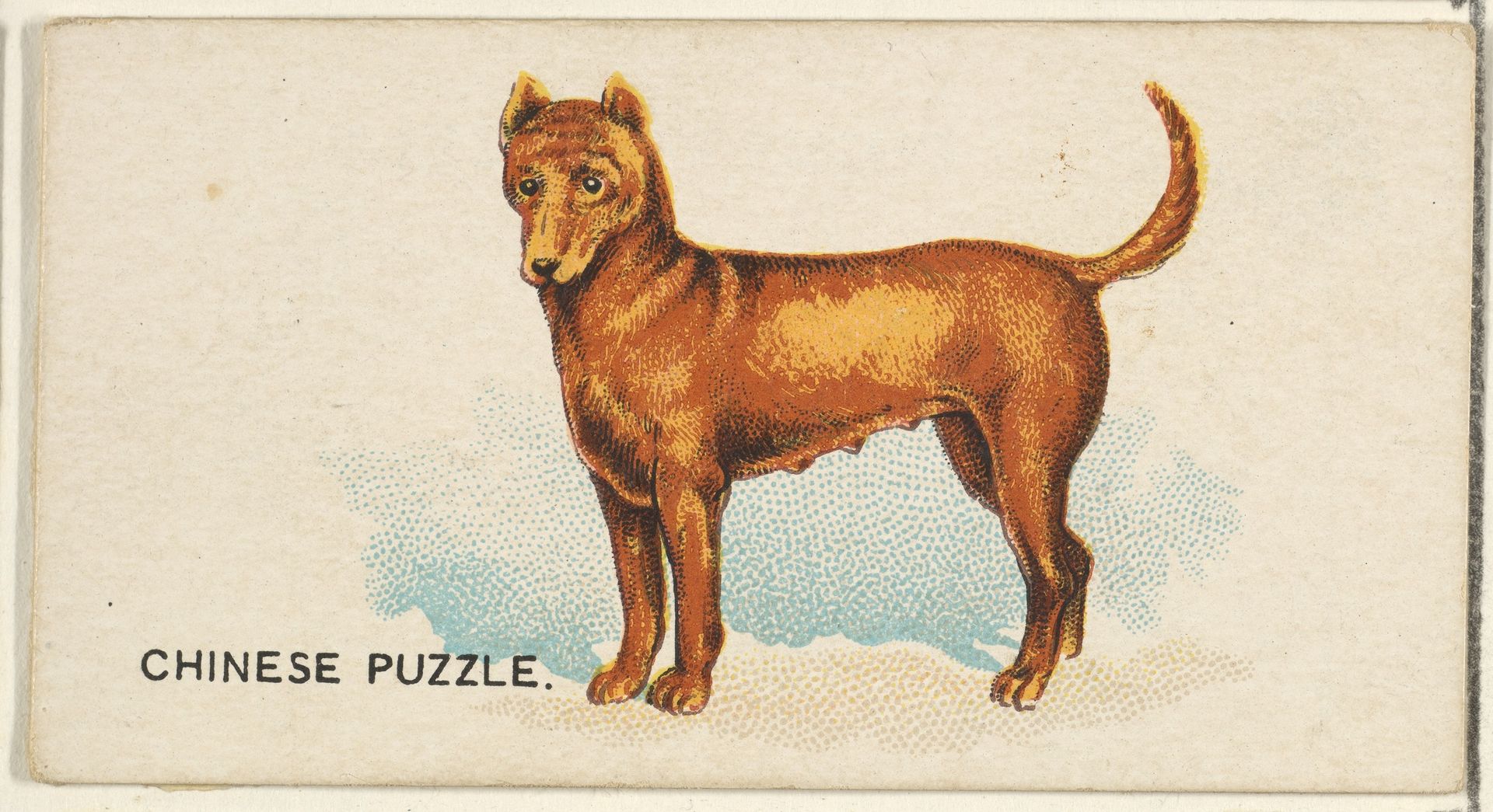 Chinese Puzzle, from the Dogs of the World series for Old Judge Cigarettes by Goodwin & Company