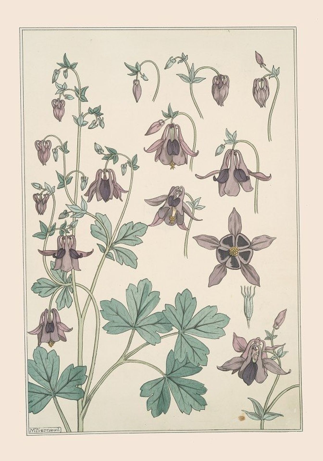 Ancolie by Maurice Pillard Verneuil
