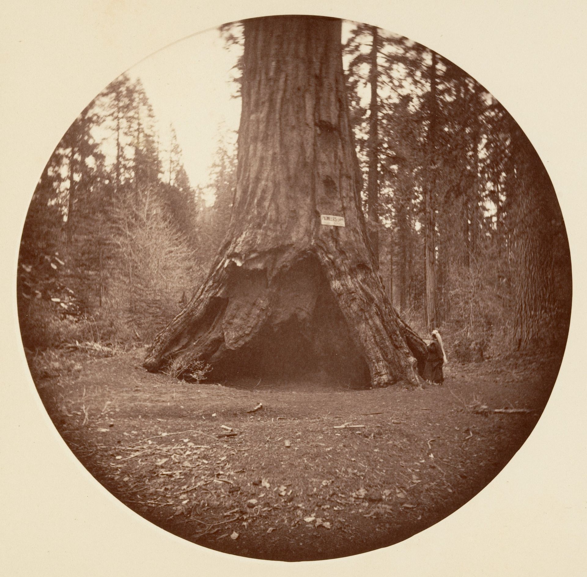Pioneers Cabin - Calaveras Grove by Carleton E. Watkins