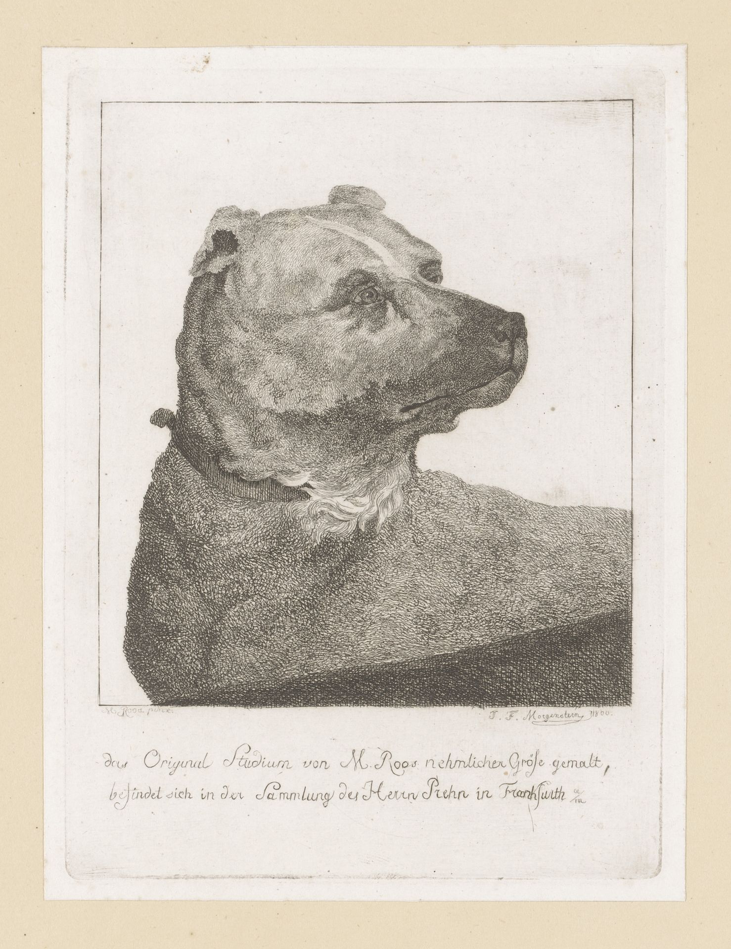 Kop van een hond by Johann Friedrich Morgenstern