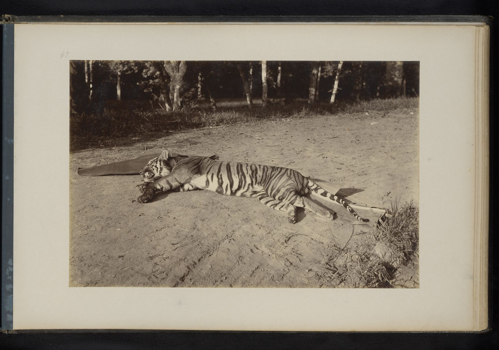 Gedode Bengaalse tijger in Boeloeh-Tjina, Sumatra by Heinrich Ernst & Co