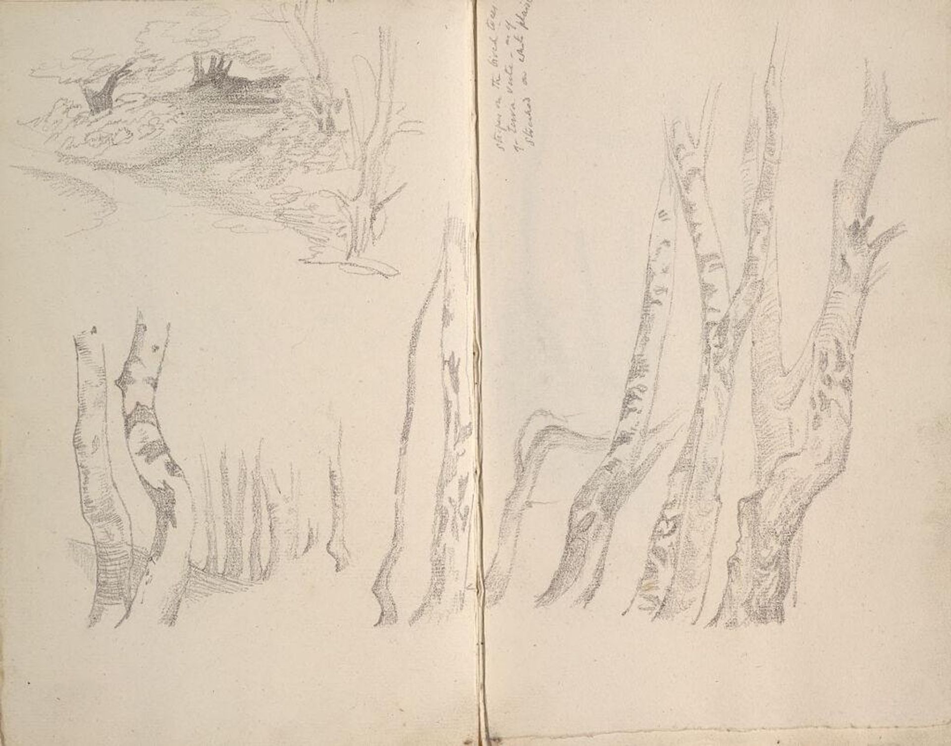 Birch Trees; verso: Study of a Tree; Wooded Landscape (continues on page 42 recto) by Edward Burne-Jones