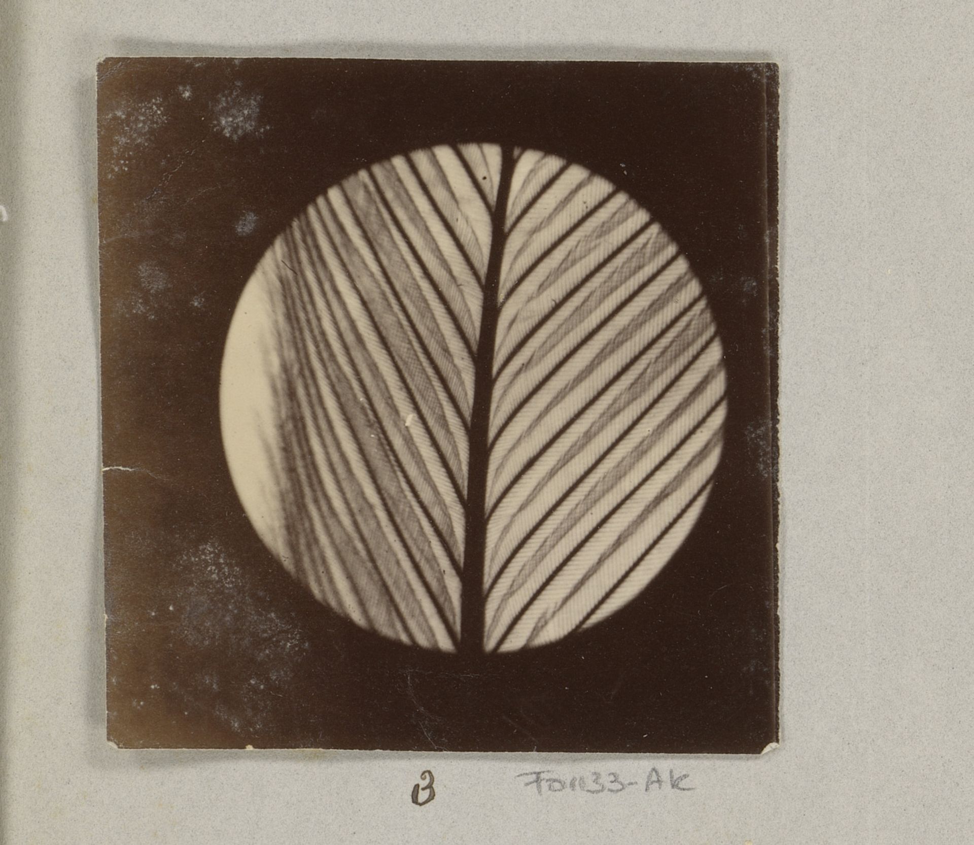 Microscopische opname van veer van een kolibrie, 25 keer vergroot by Marinus Pieter Filbri