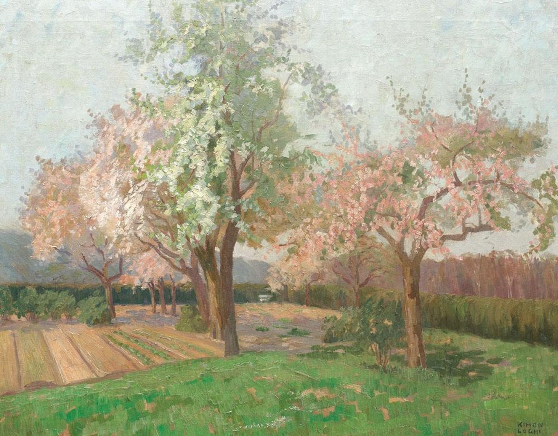 Blooming Cherry Trees by Kimon Loghi