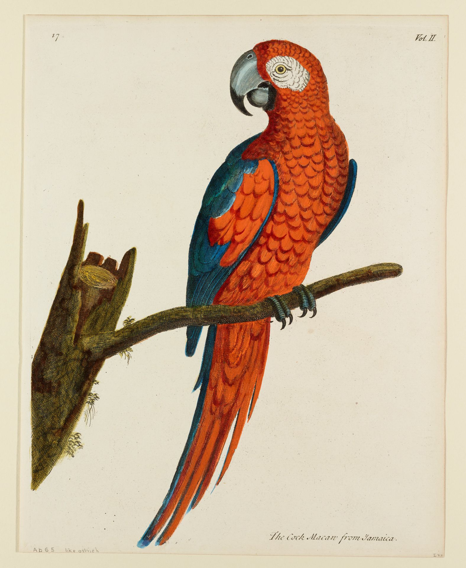 The Cock Macaw from Jamaica by Eleazer Albin