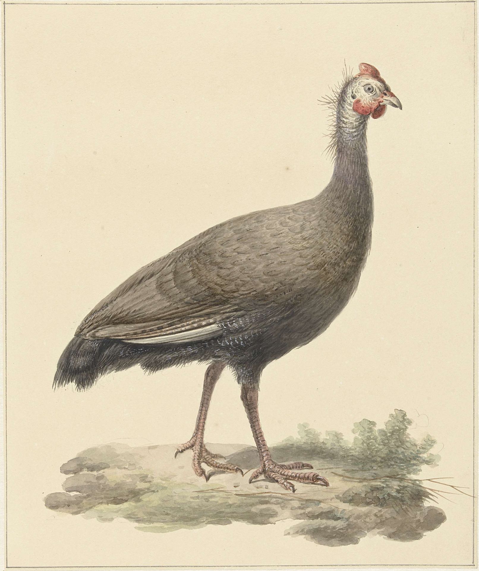 Helmparelhoen by Pieter Pietersz. Barbiers