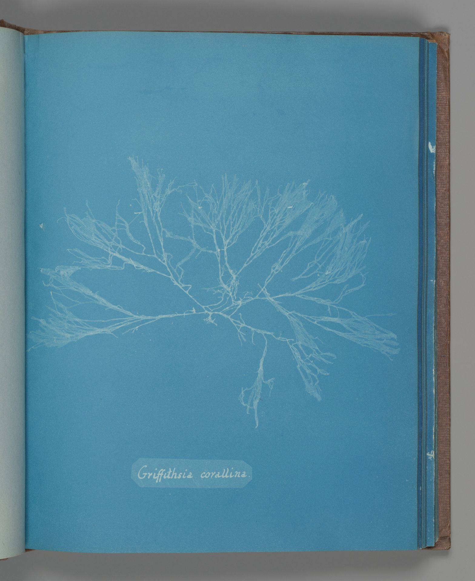 Griffithsia corallina by Anna Atkins